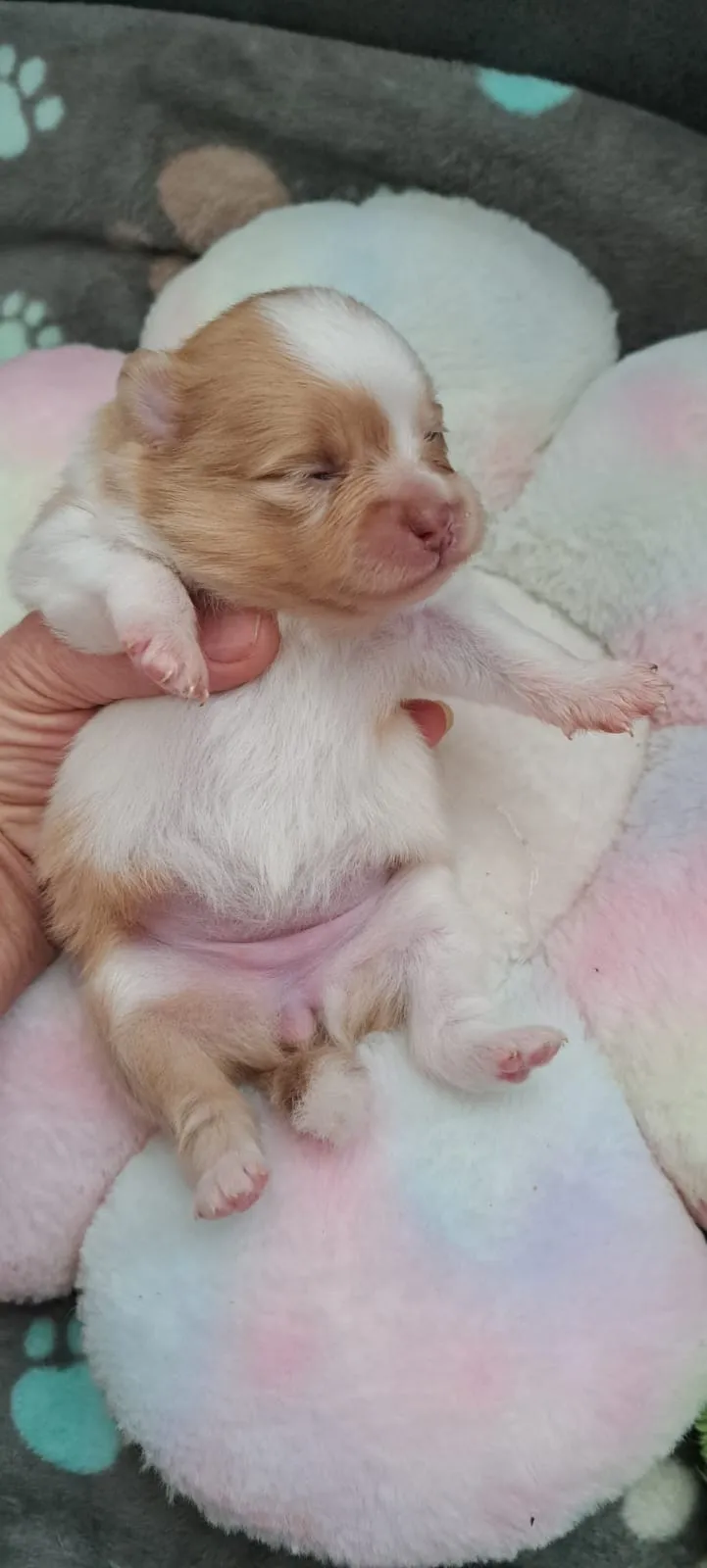 Pomeranianzucht - Hunderasse - Welpen geb. 05.11.2024