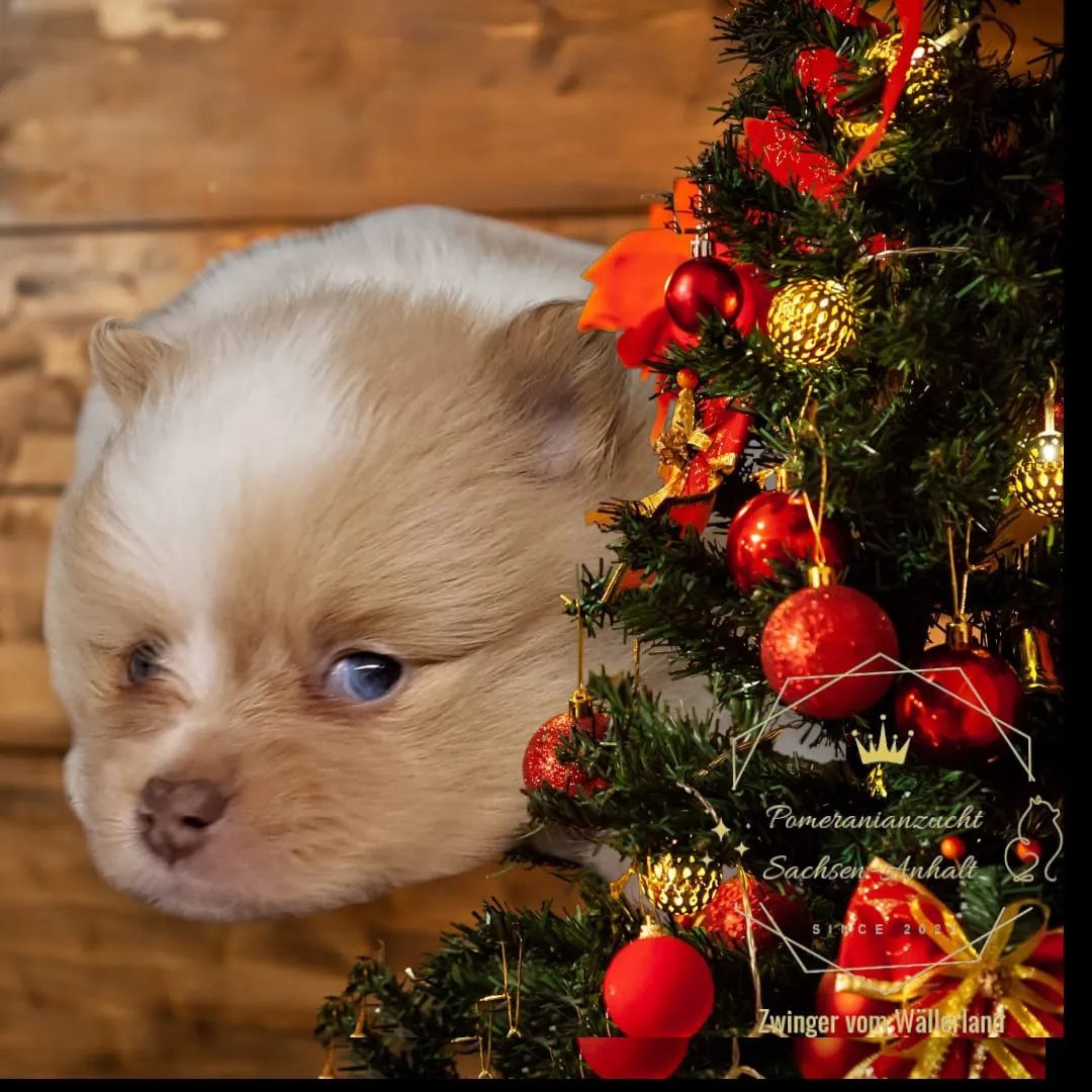 Pomeranianzucht - Hunderasse - Welpen geb. 05.11.2024