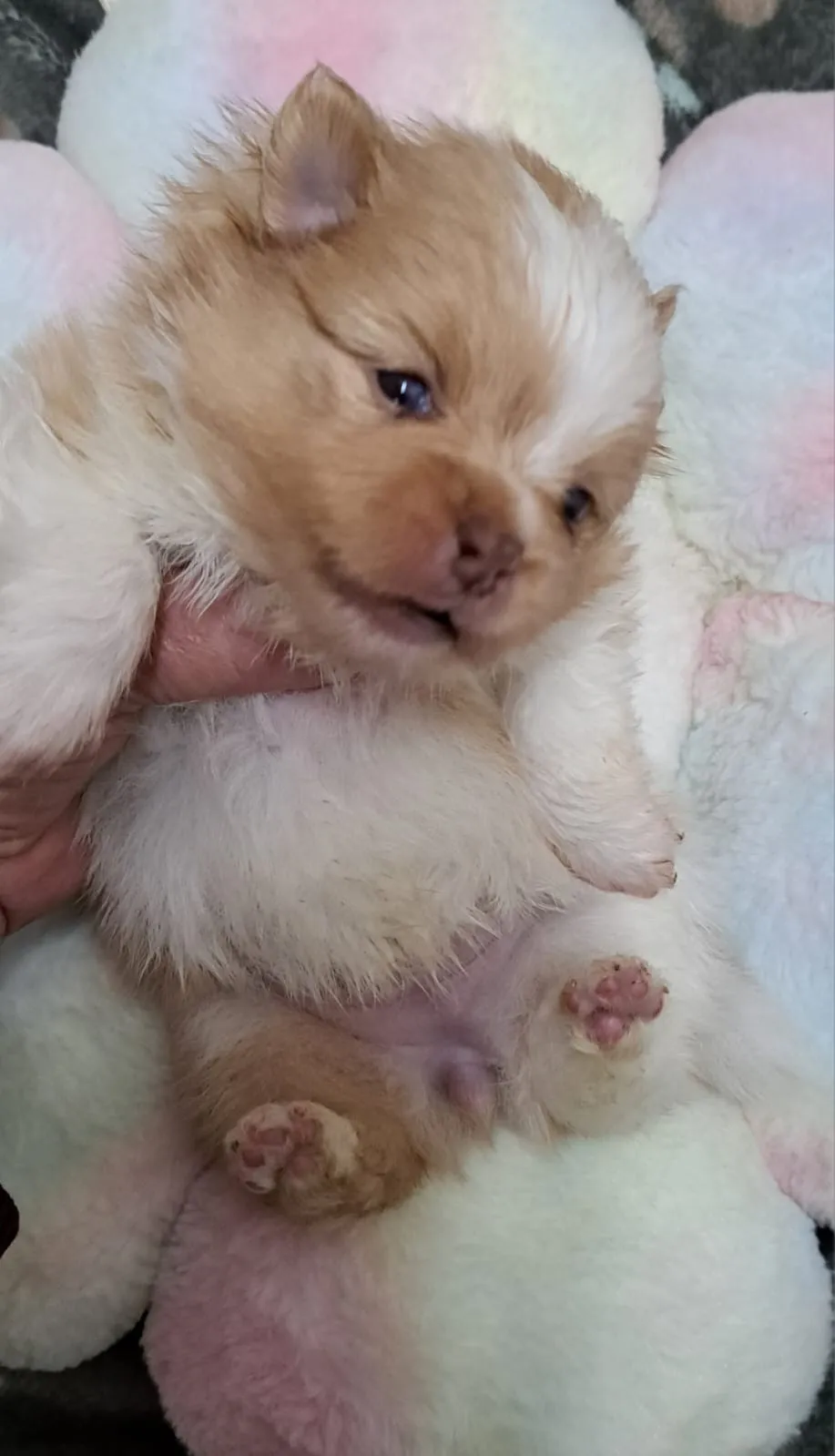 Pomeranianzucht - Hunderasse - Welpen geb. 05.11.2024