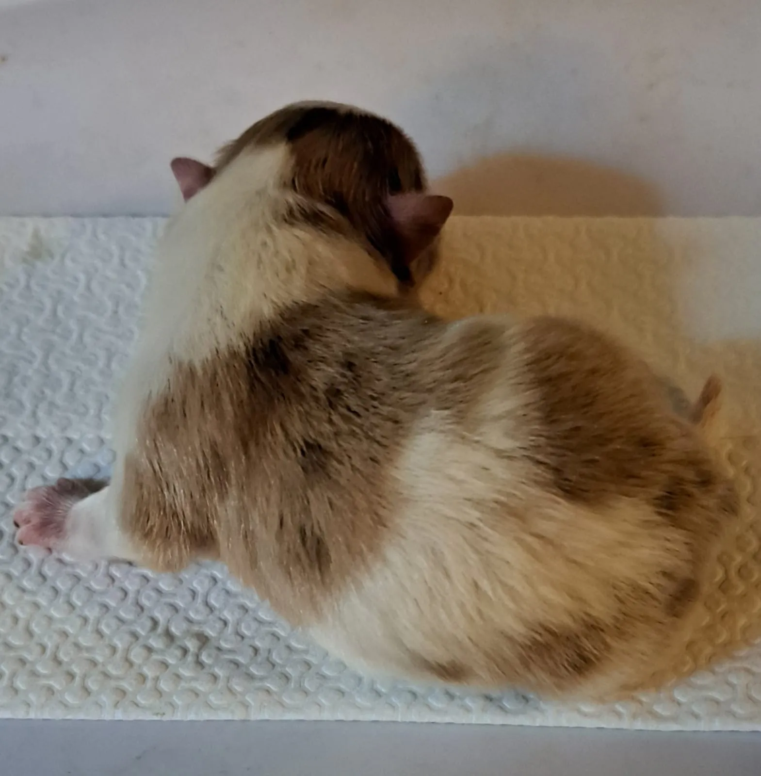 Pomeranianzucht - Hunderasse - Welpen geb. 05.11.2024