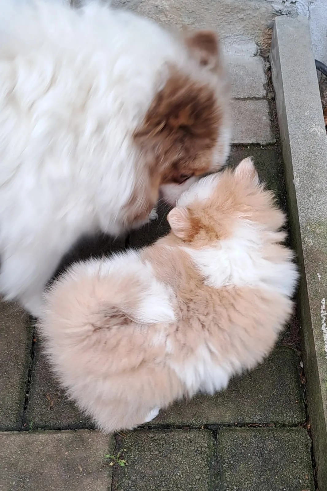 Pomeranianzucht - Hunderasse - Welpen geb. 05.11.2024