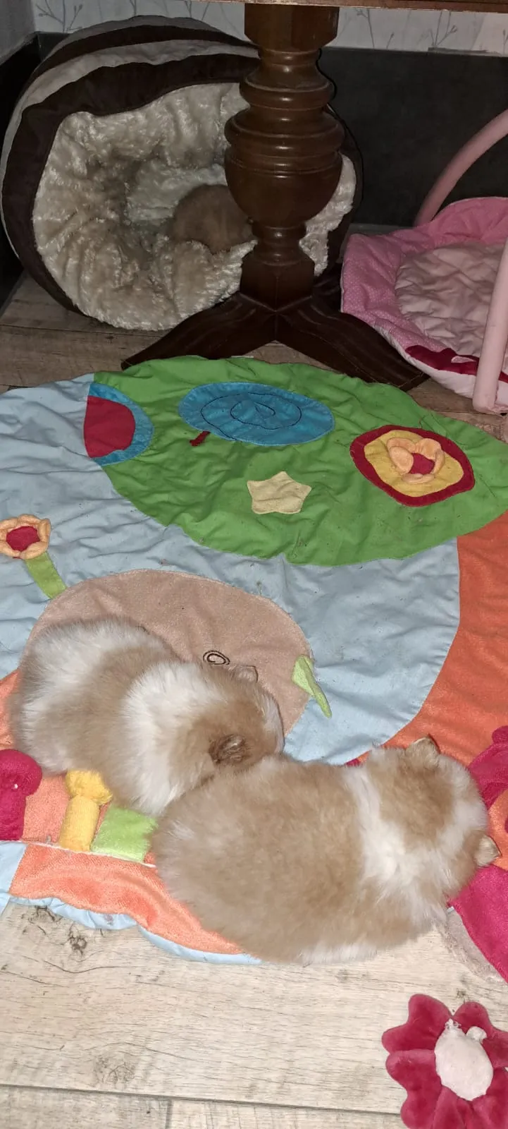 Pomeranianzucht - Hunderasse - Welpen geb. 05.11.2024