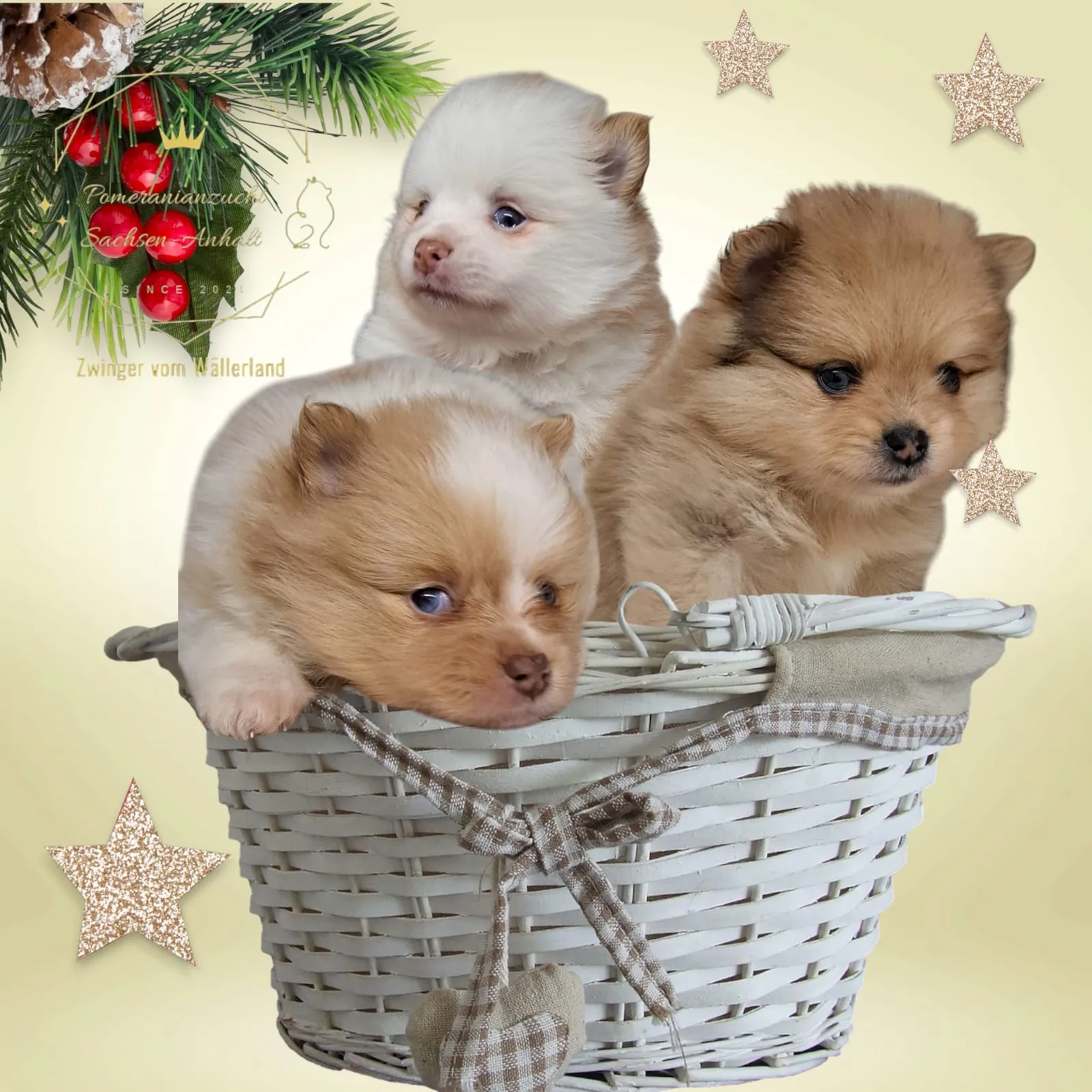 Pomeranianzucht - Hunderasse - Welpen geb. 05.11.2024