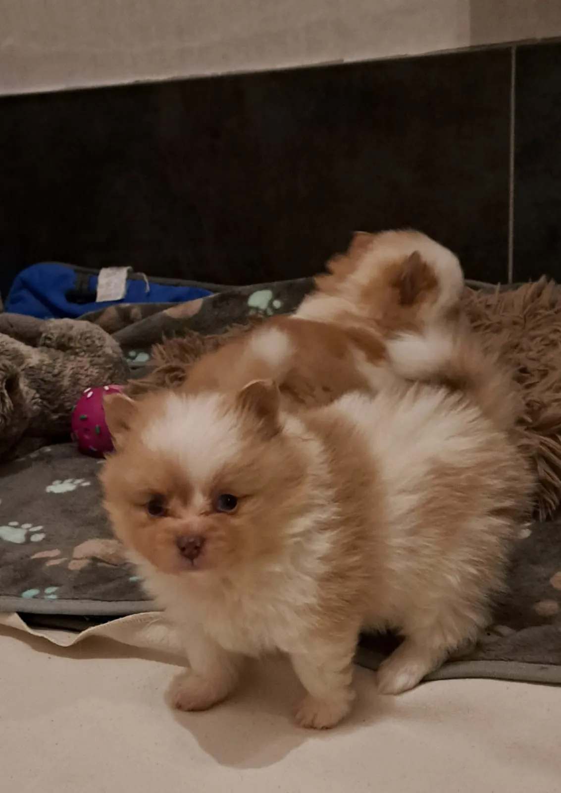 Pomeranianzucht - Hunderasse - Welpen geb. 05.11.2024