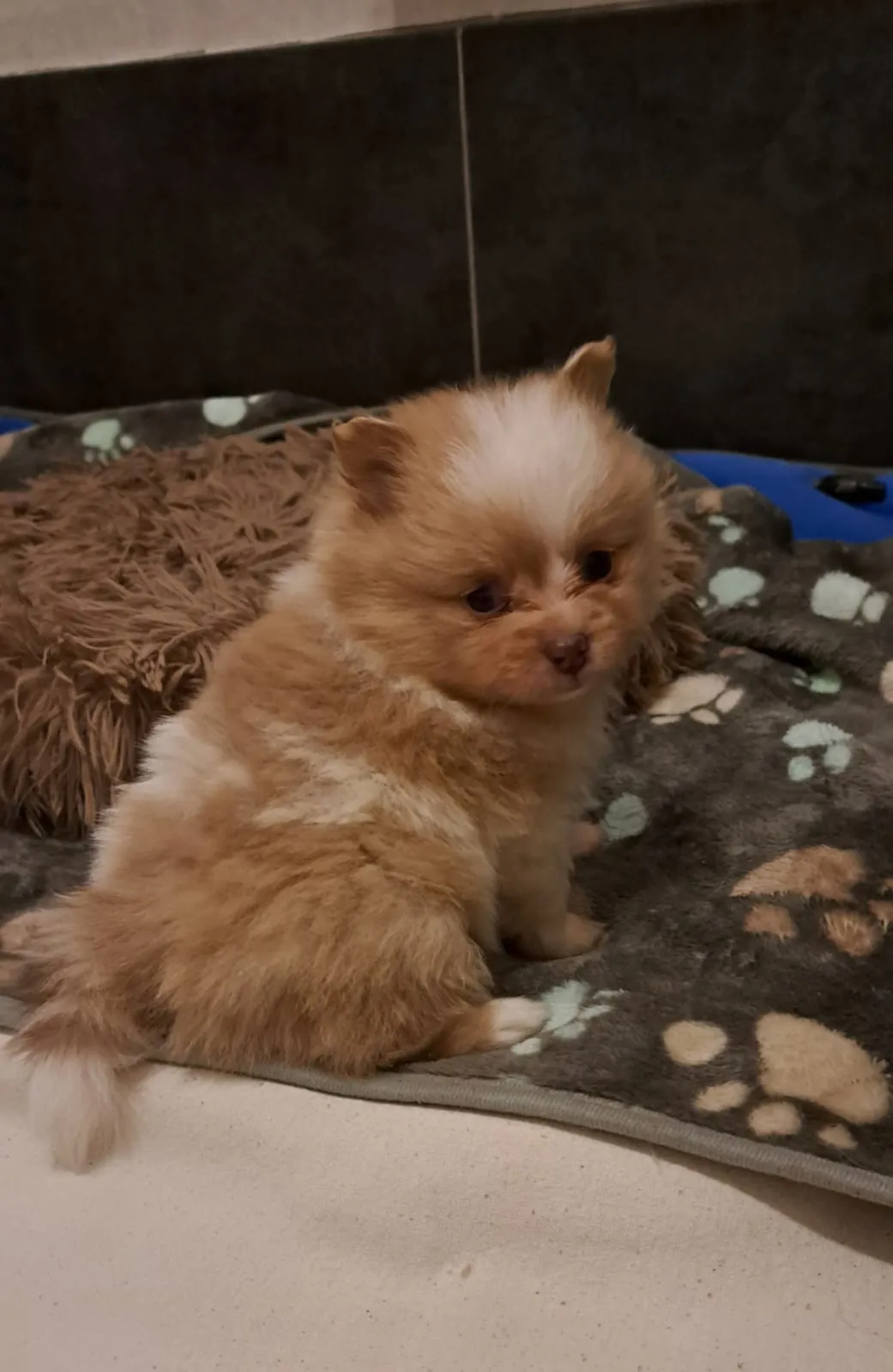 Pomeranianzucht - Hunderasse - Welpen geb. 05.11.2024