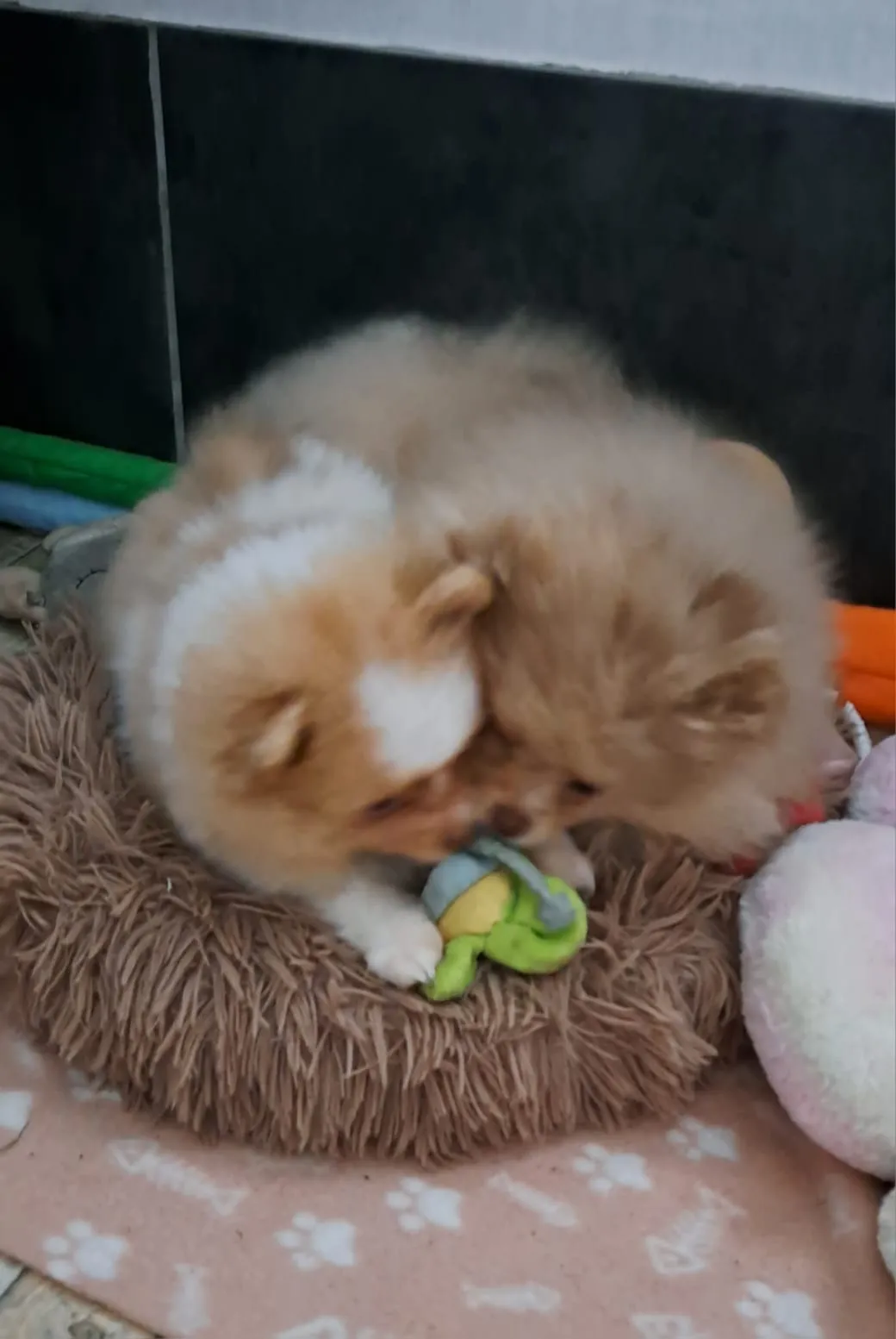 Pomeranianzucht - Hunderasse - Welpen geb. 05.11.2024