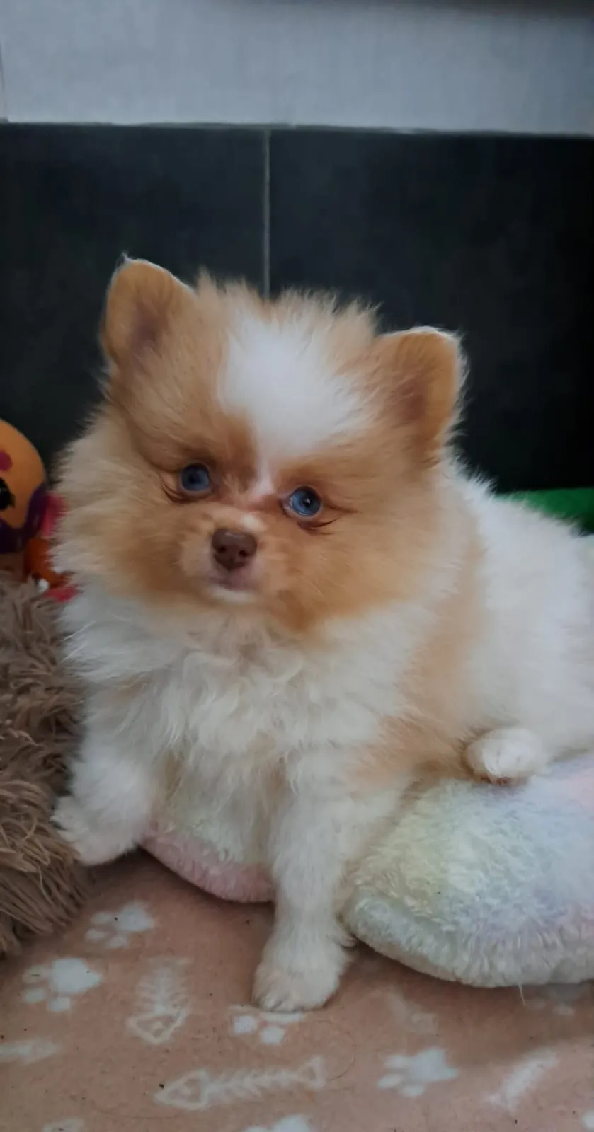 Pomeranianzucht - Hunderasse - Welpen geb. 05.11.2024