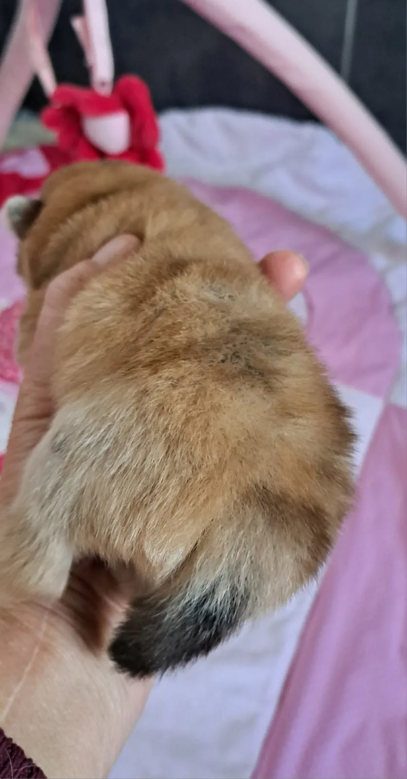 Pomeranianzucht - Hunderasse - Welpen geb. 05.11.2024