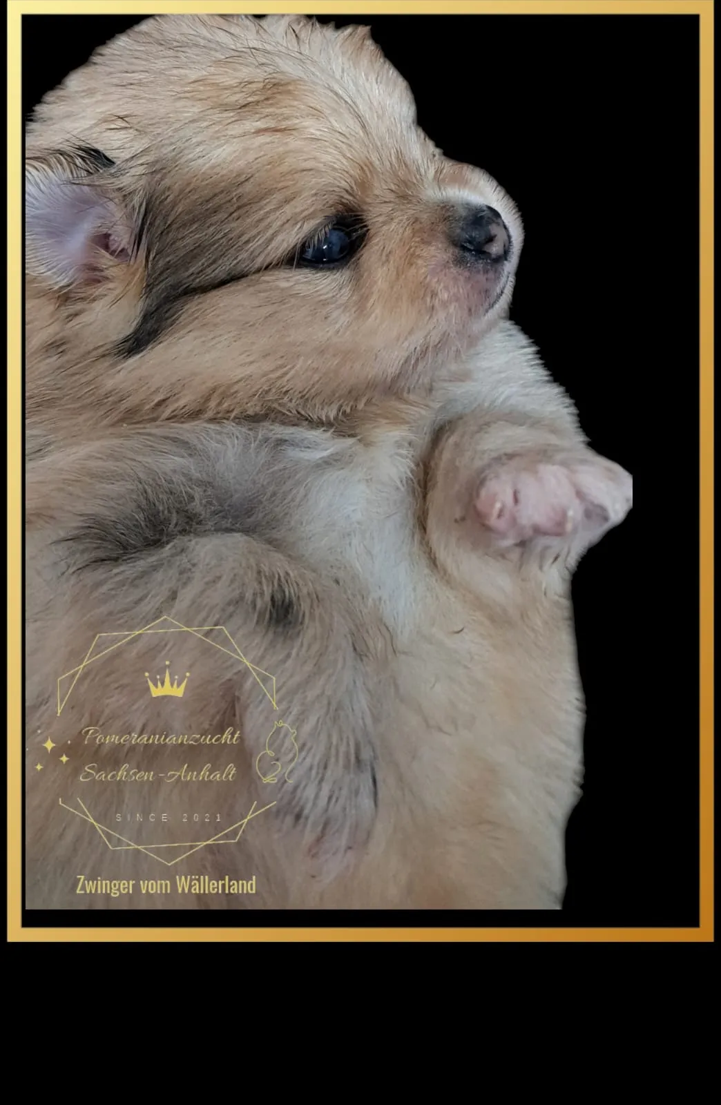 Pomeranianzucht - Hunderasse - Welpen geb. 05.11.2024