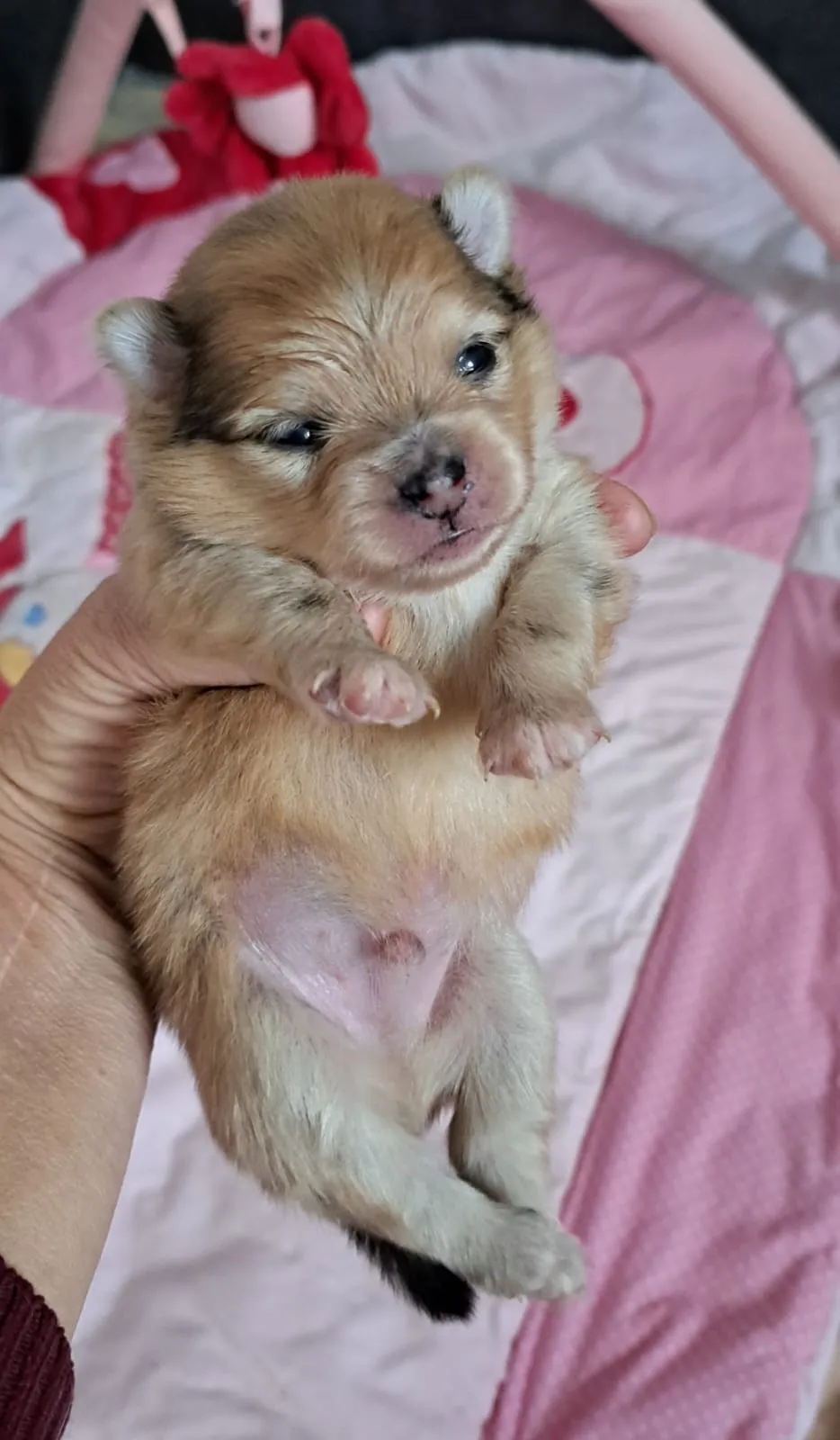 Pomeranianzucht - Hunderasse - Welpen geb. 05.11.2024