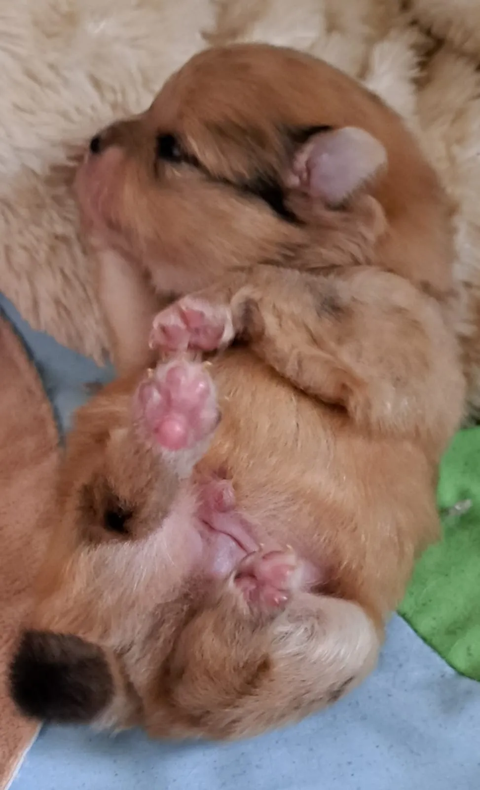 Pomeranianzucht - Hunderasse - Welpen geb. 05.11.2024