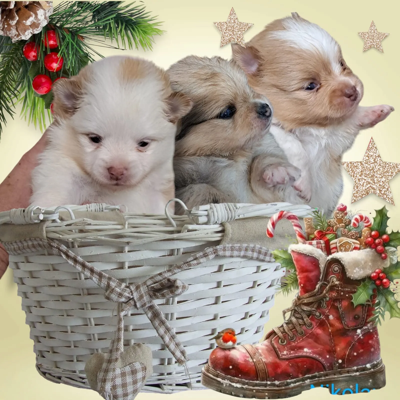 Pomeranianzucht - Hunderasse - Welpen geb. 05.11.2024