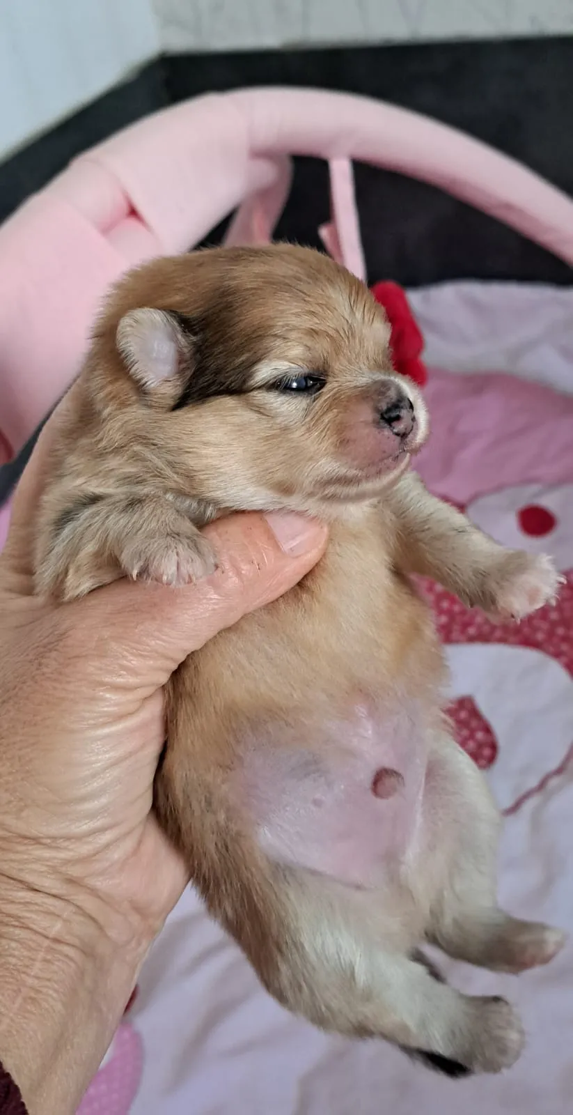 Pomeranianzucht - Hunderasse - Welpen geb. 05.11.2024