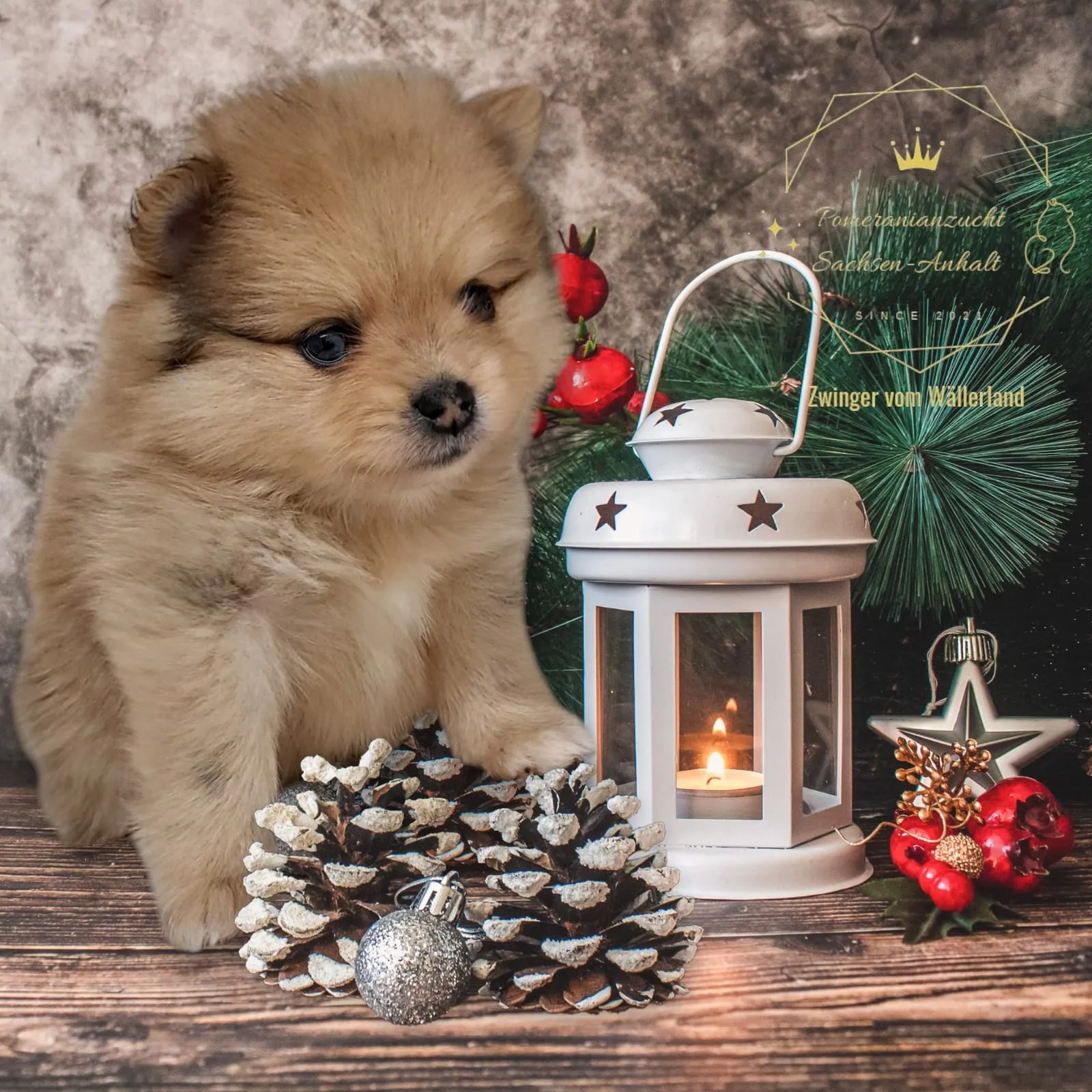 Pomeranianzucht - Hunderasse - Welpen geb. 05.11.2024