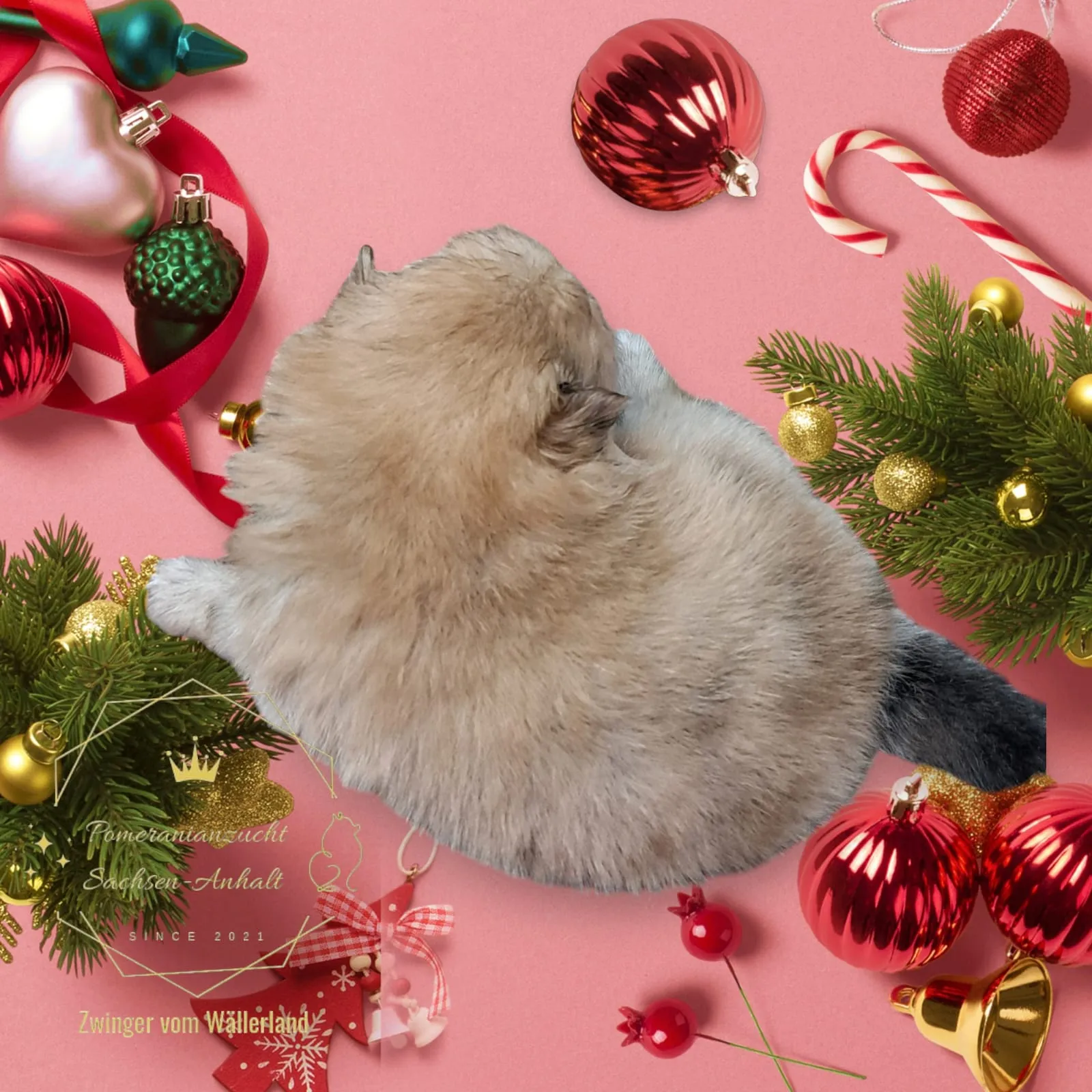 Pomeranianzucht - Hunderasse - Welpen geb. 05.11.2024