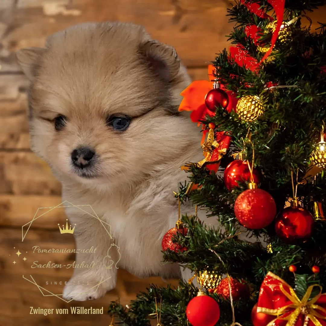 Pomeranianzucht - Hunderasse - Welpen geb. 05.11.2024