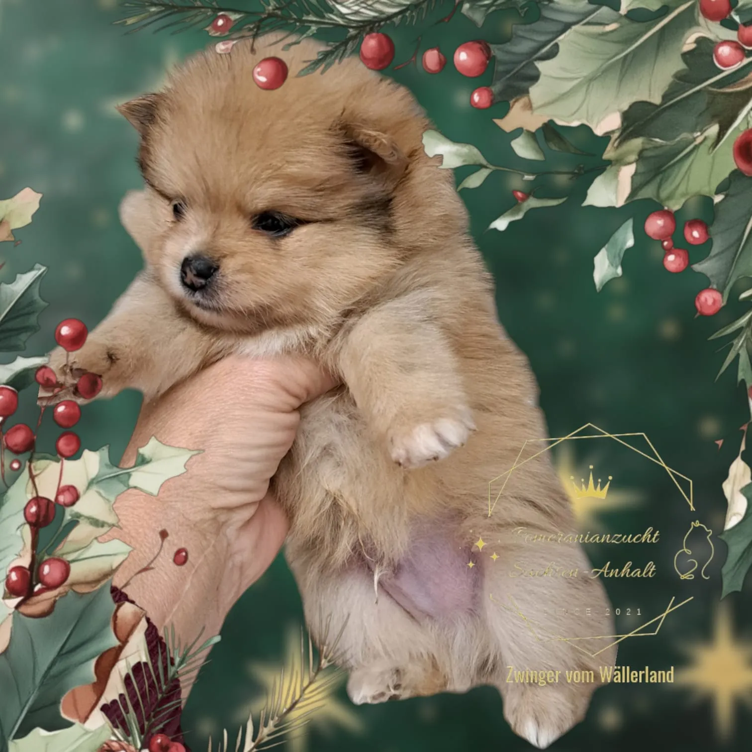 Pomeranianzucht - Hunderasse - Hund