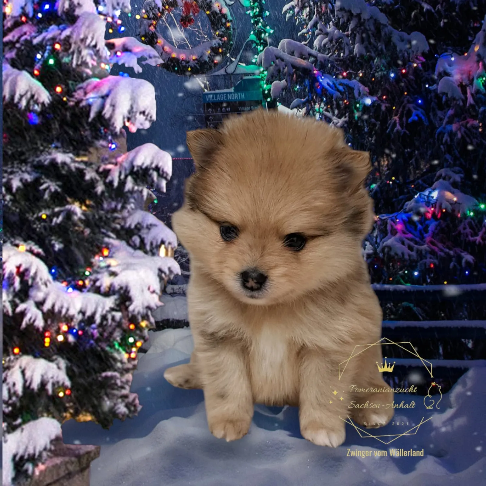 Pomeranianzucht - Hunderasse - Welpen geb. 05.11.2024