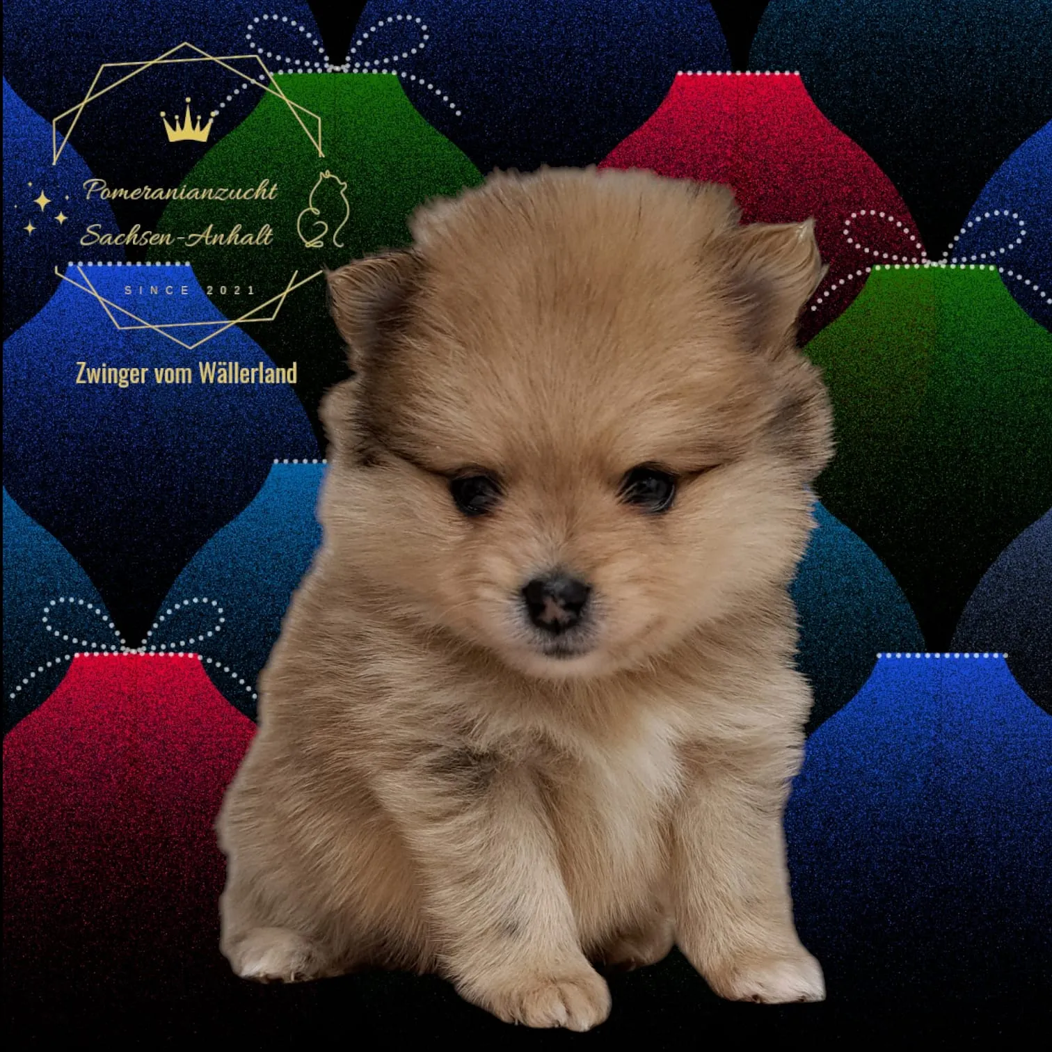 Pomeranianzucht - Hunderasse - Welpen geb. 05.11.2024