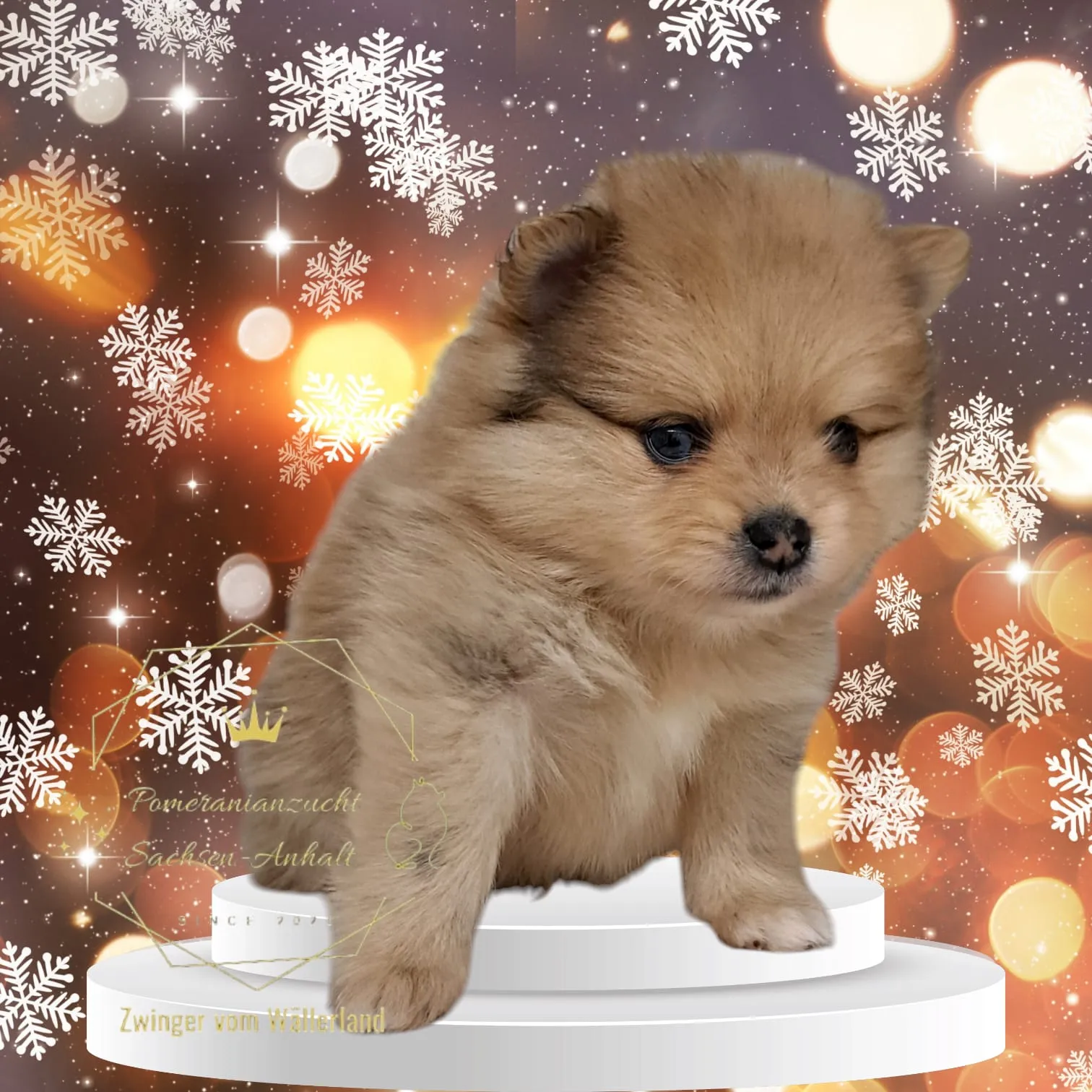 Pomeranianzucht - Hunderasse - Welpen geb. 05.11.2024
