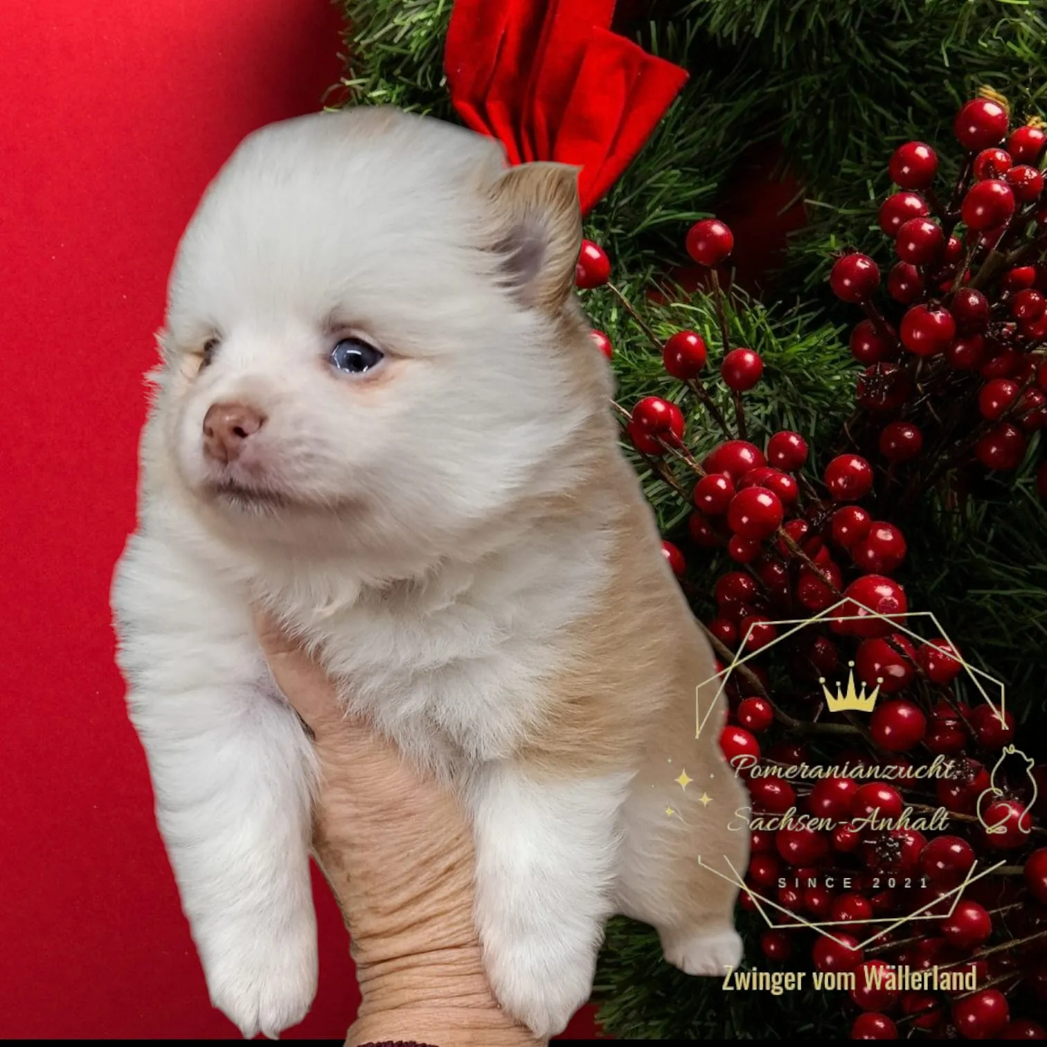 Pomeranianzucht - Hunderasse - Welpen geb. 05.11.2024