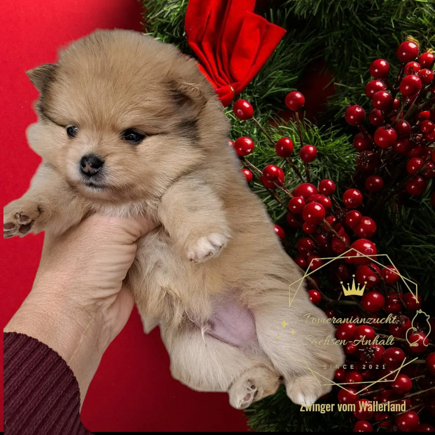 Pomeranianzucht - Hunderasse - Welpen geb. 05.11.2024