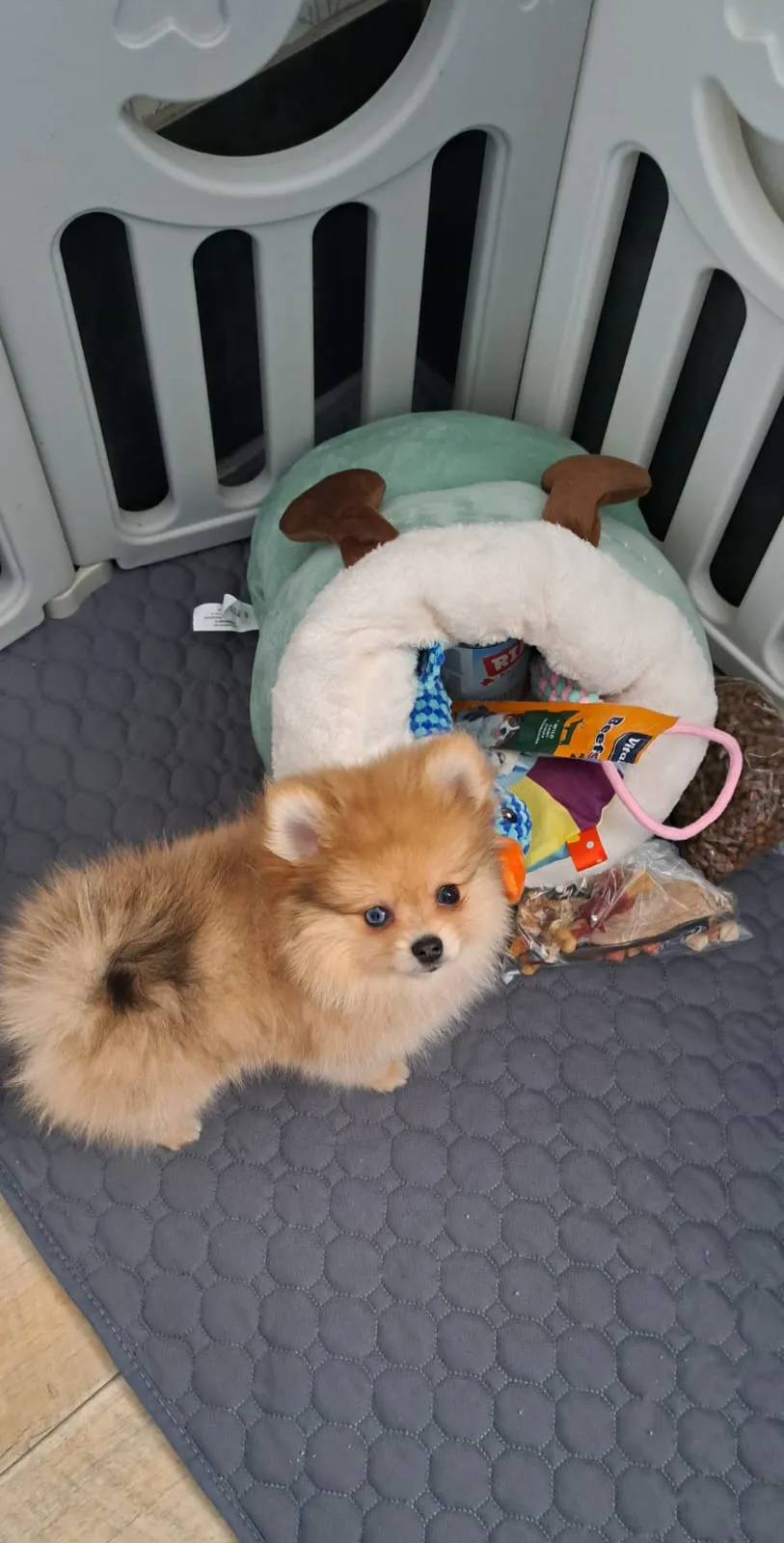 Pomeranianzucht - Hunderasse - Welpen geb. 05.11.2024