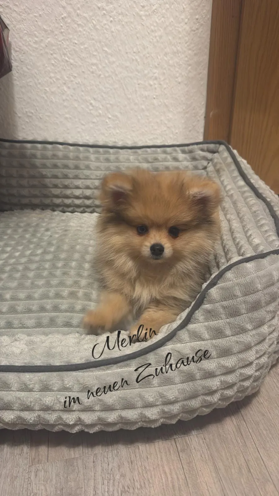 Pomeranianzucht - Hunderasse - Welpen geb. 05.11.2024