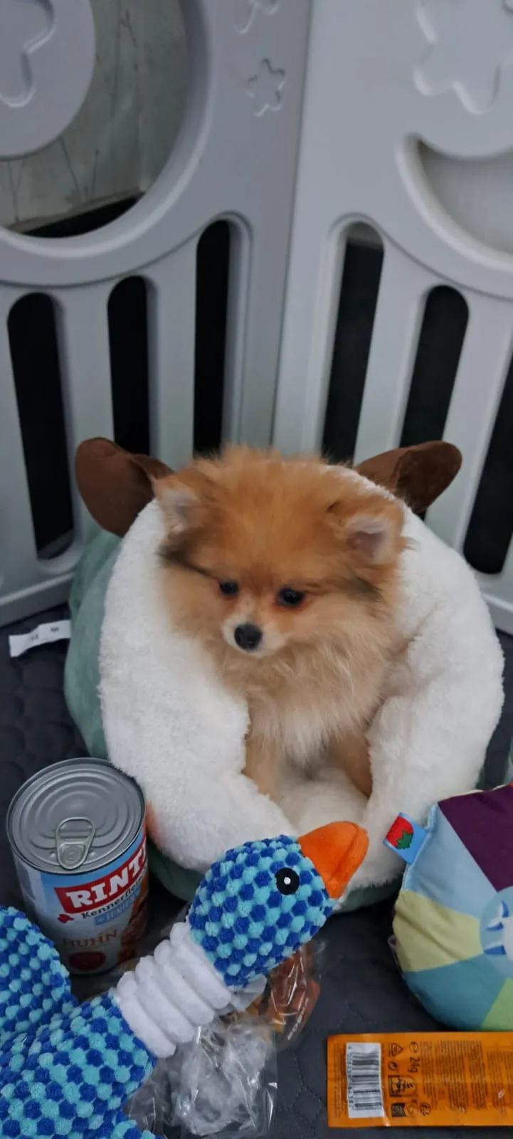 Pomeranianzucht - Hunderasse - Welpen geb. 05.11.2024