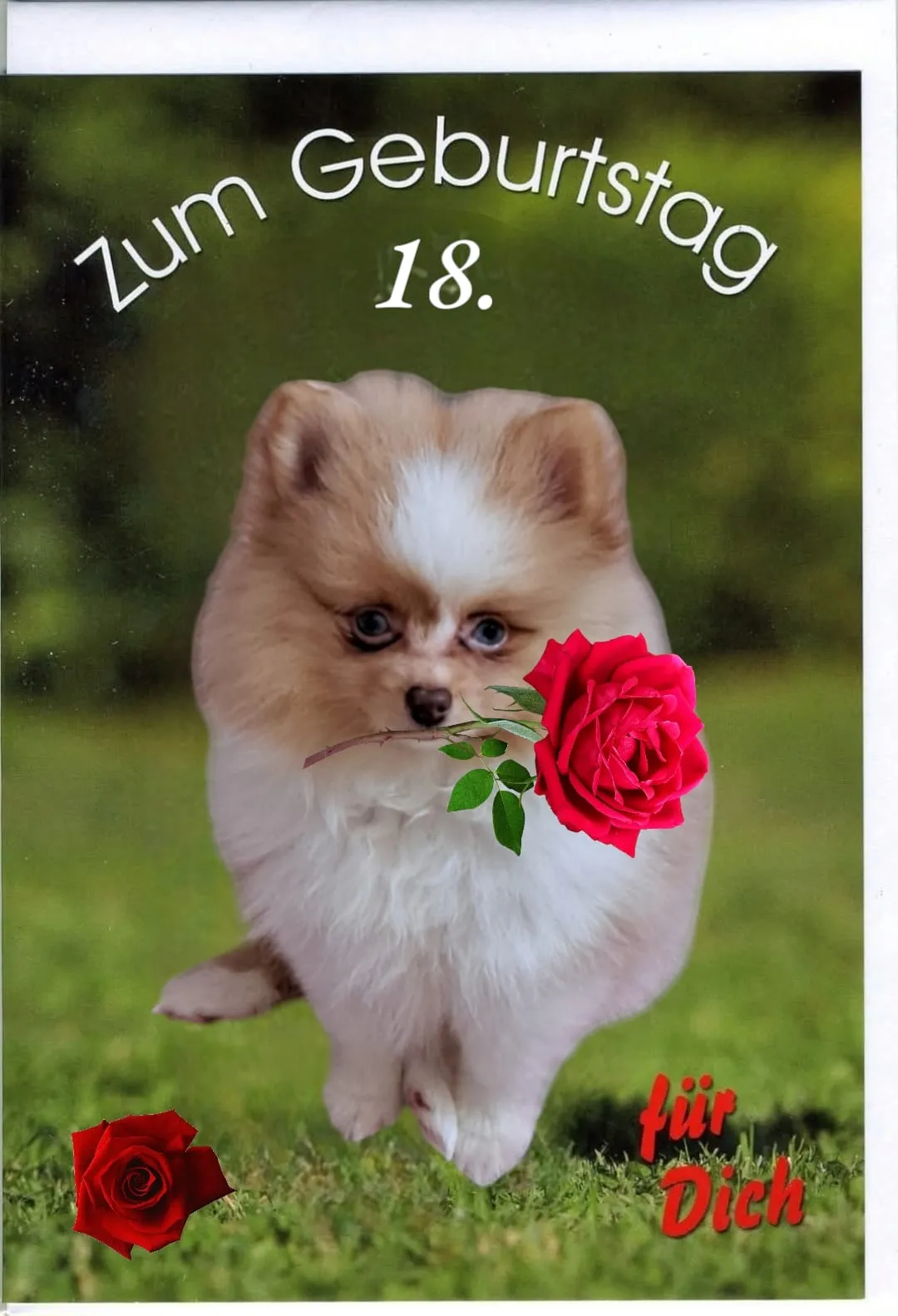 Pomeranianzucht - Hunderasse - Welpen geb. 05.11.2024