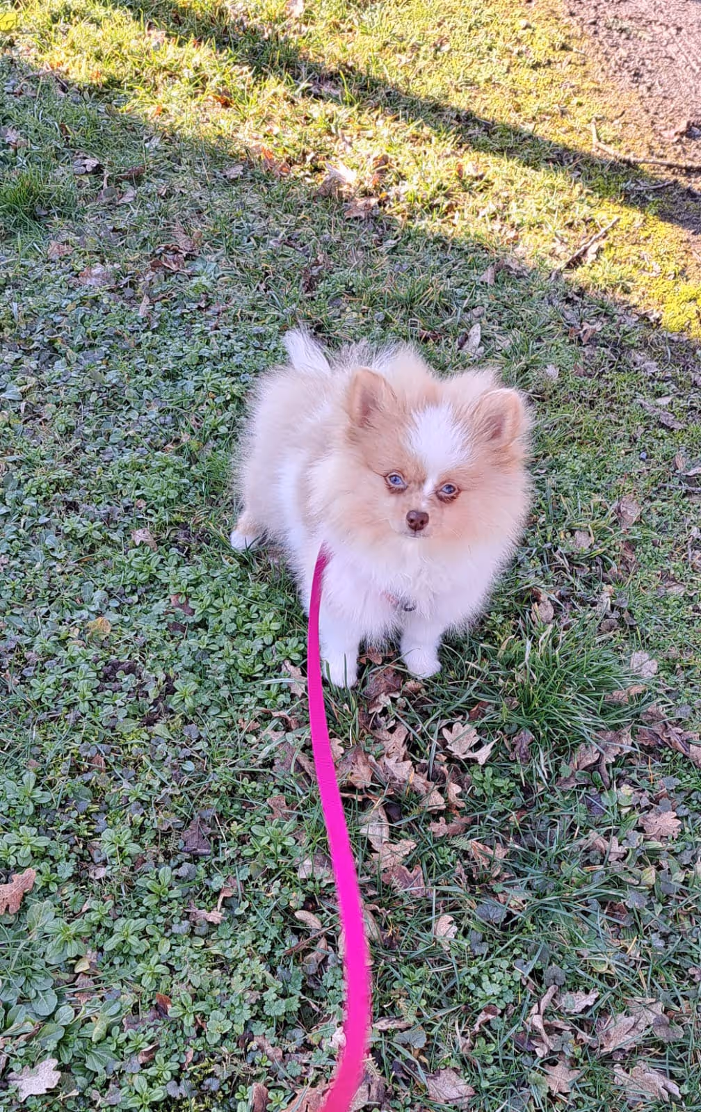 Pomeranianzucht - Hunderasse - Welpen geb. 05.11.2024