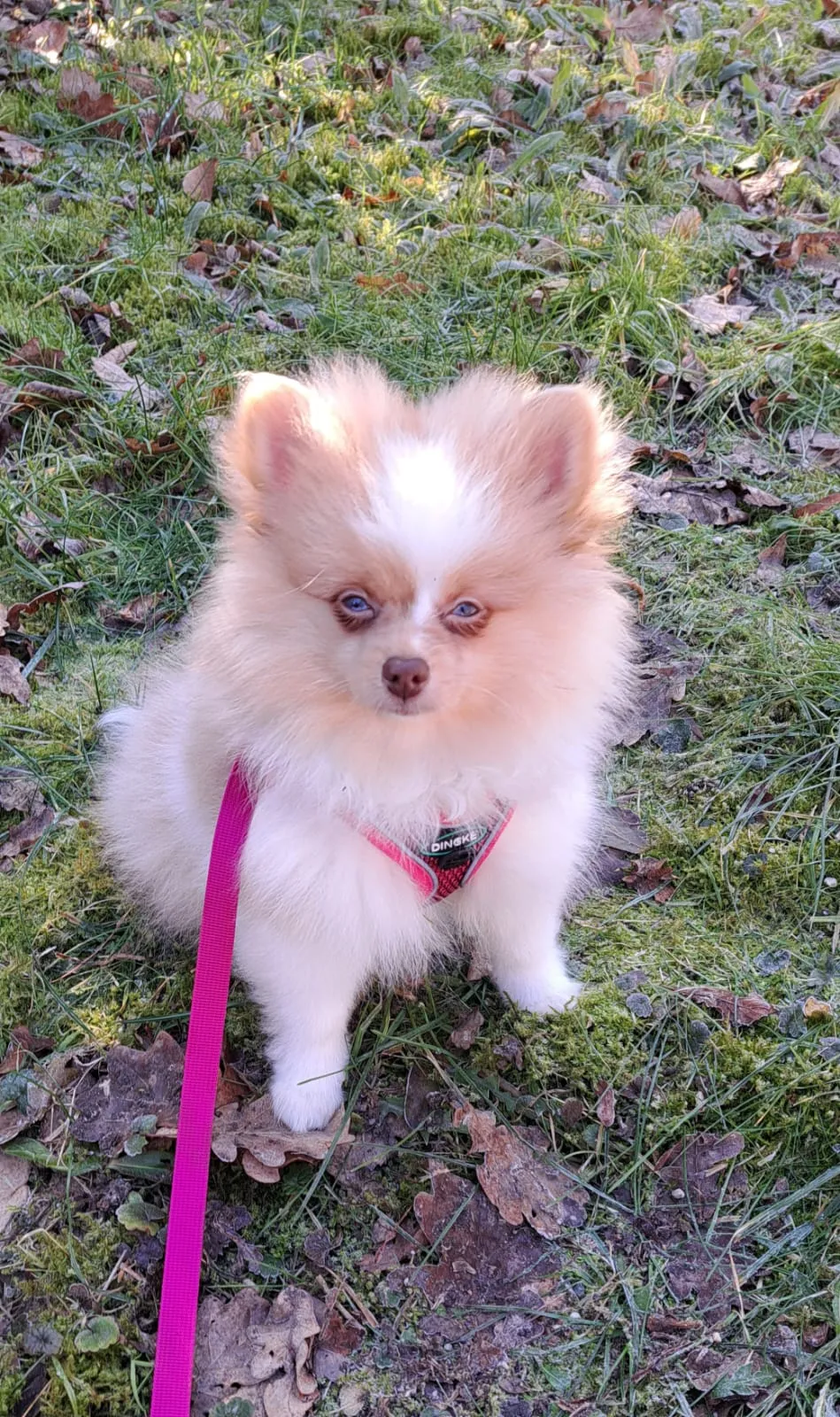 Pomeranianzucht - Hunderasse - Welpen geb. 05.11.2024