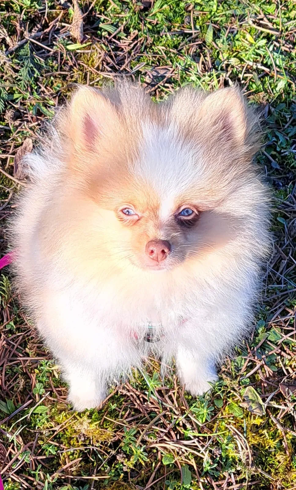 Pomeranianzucht - Hunderasse - Welpen geb. 05.11.2024