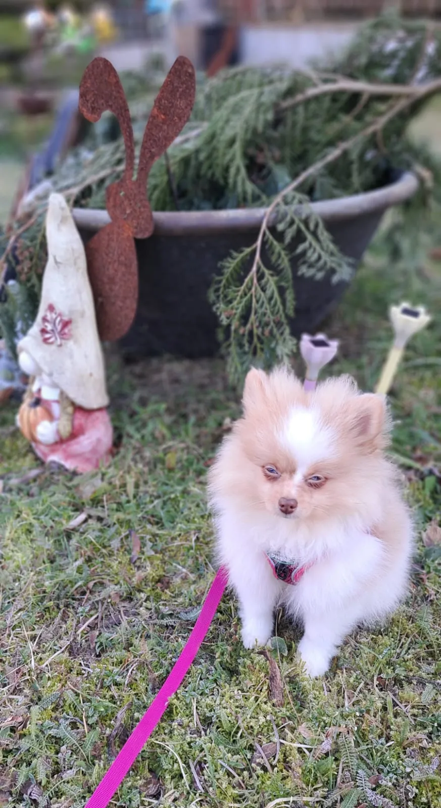 Pomeranianzucht - Hunderasse - Welpen geb. 05.11.2024