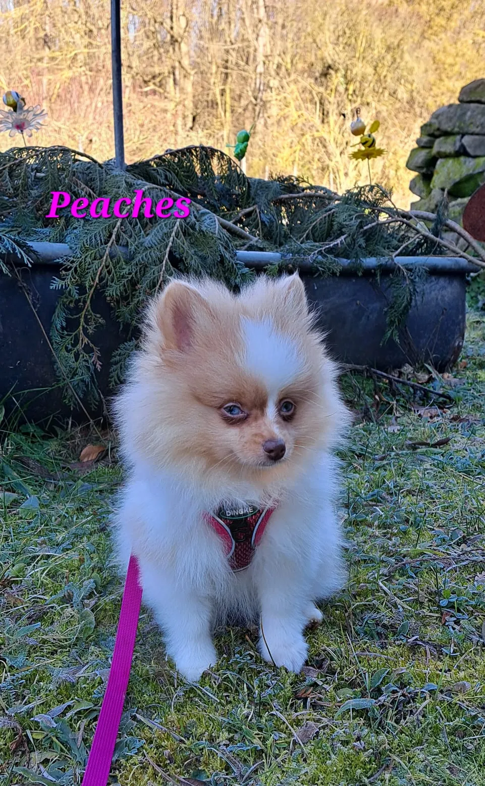 Pomeranianzucht - Hunderasse - Welpen geb. 05.11.2024