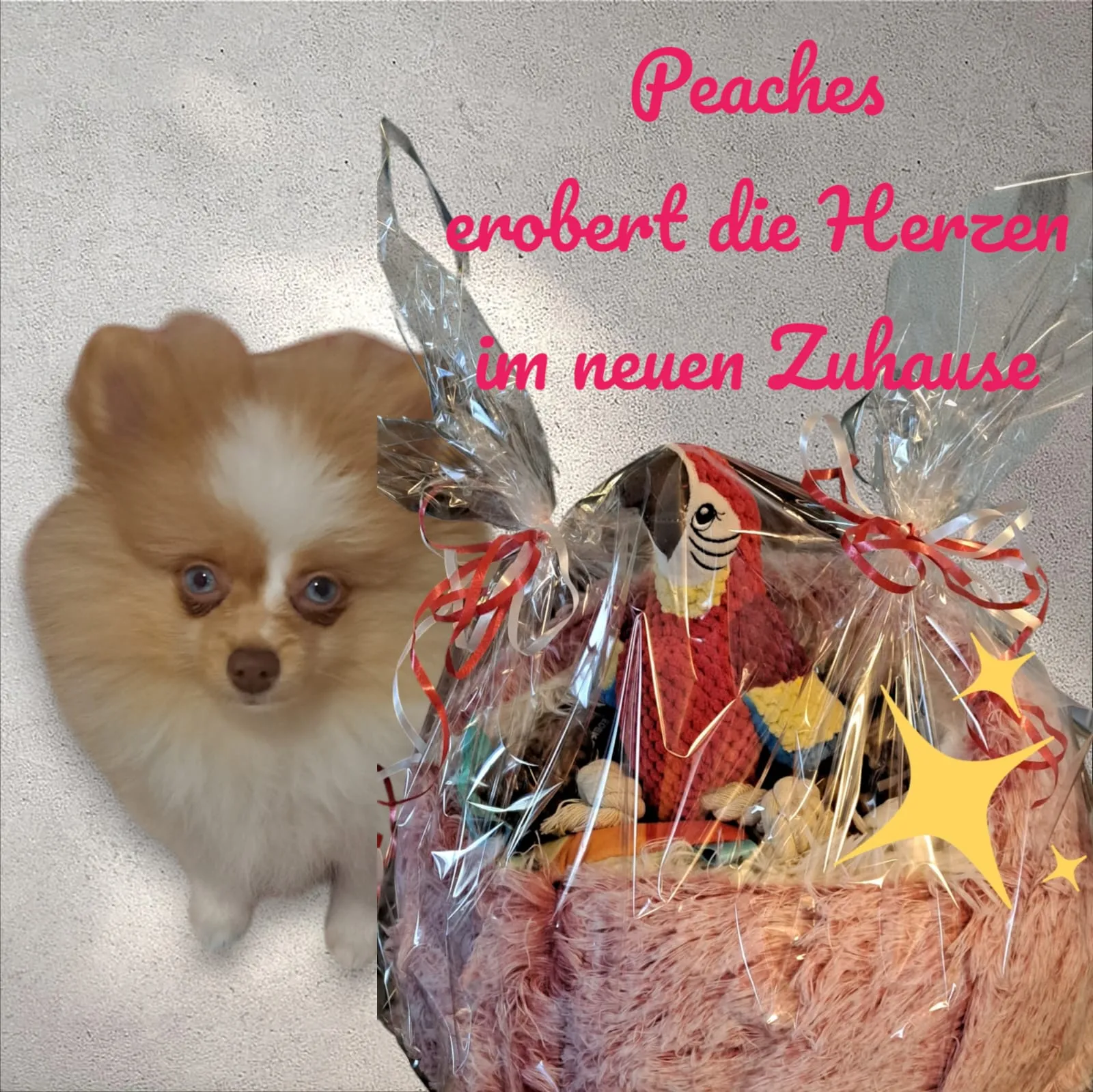 Pomeranianzucht - Hunderasse - Welpen geb. 05.11.2024