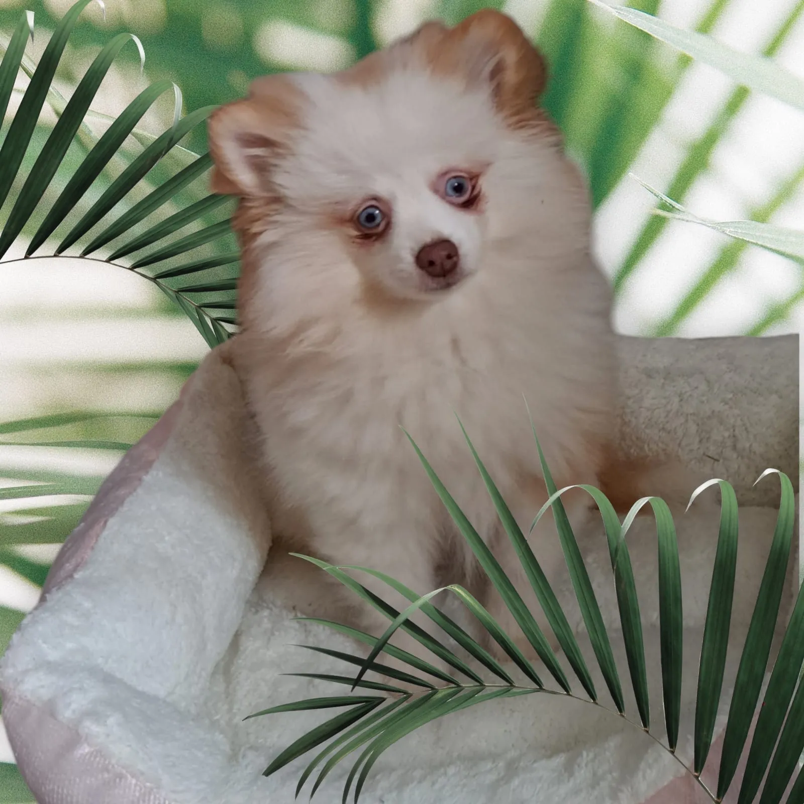 Pomeranianzucht - Hunderasse - Welpen geb. 05.11.2024