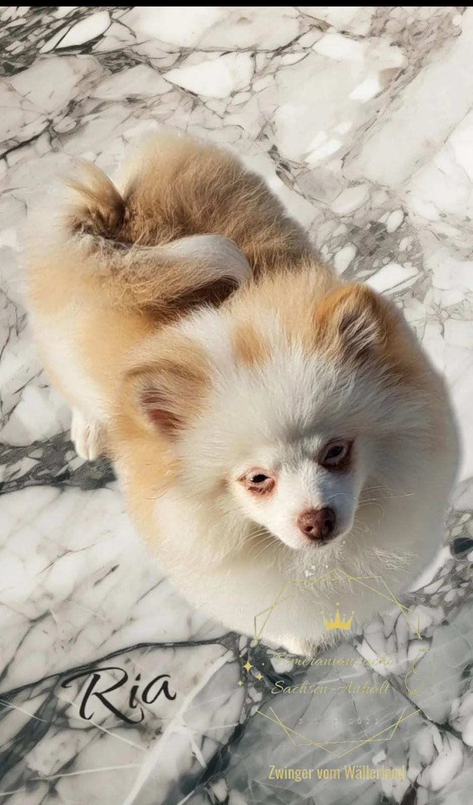 Pomeranianzucht - Hunderasse - Welpen geb. 05.11.2024