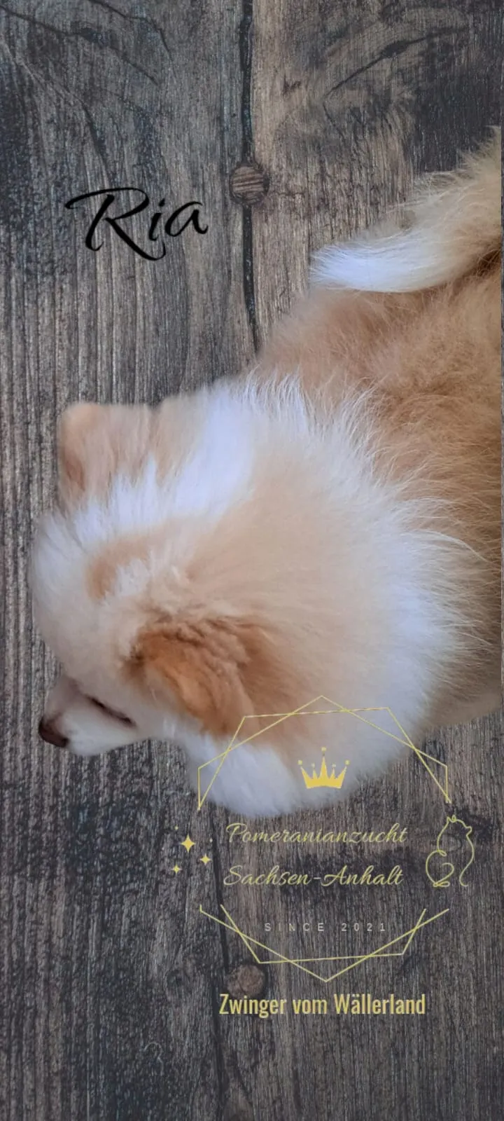 Pomeranianzucht - Hunderasse - Welpen geb. 05.11.2024