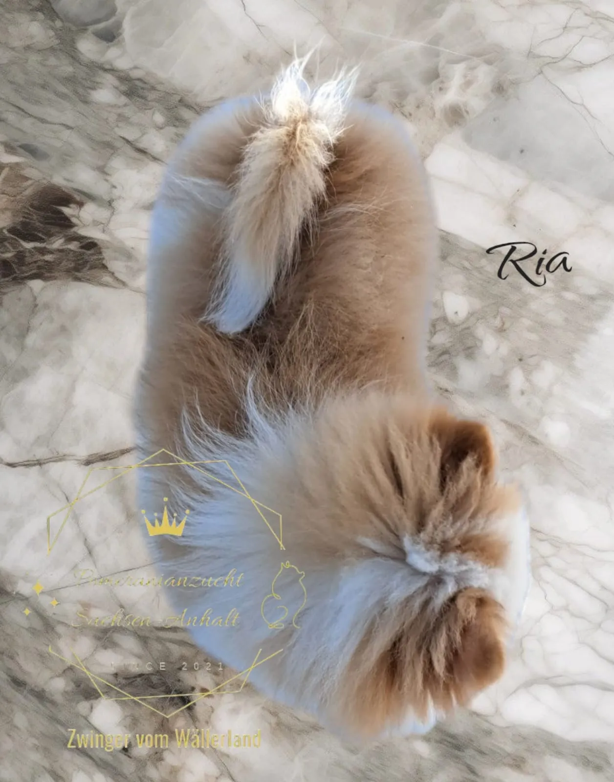 Pomeranianzucht - Hunderasse - Welpen geb. 05.11.2024