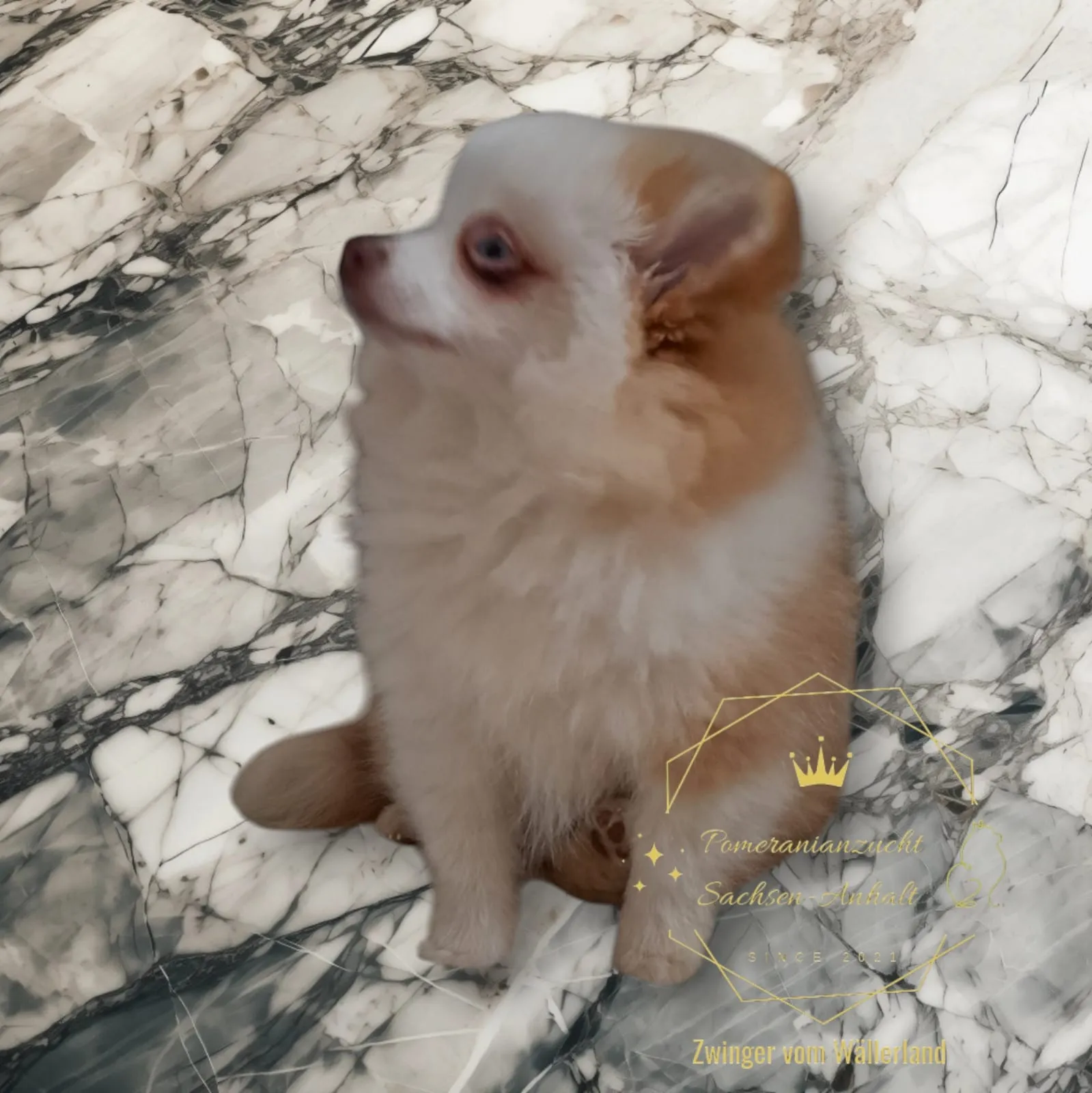 Pomeranianzucht - Hunderasse - Welpen geb. 05.11.2024