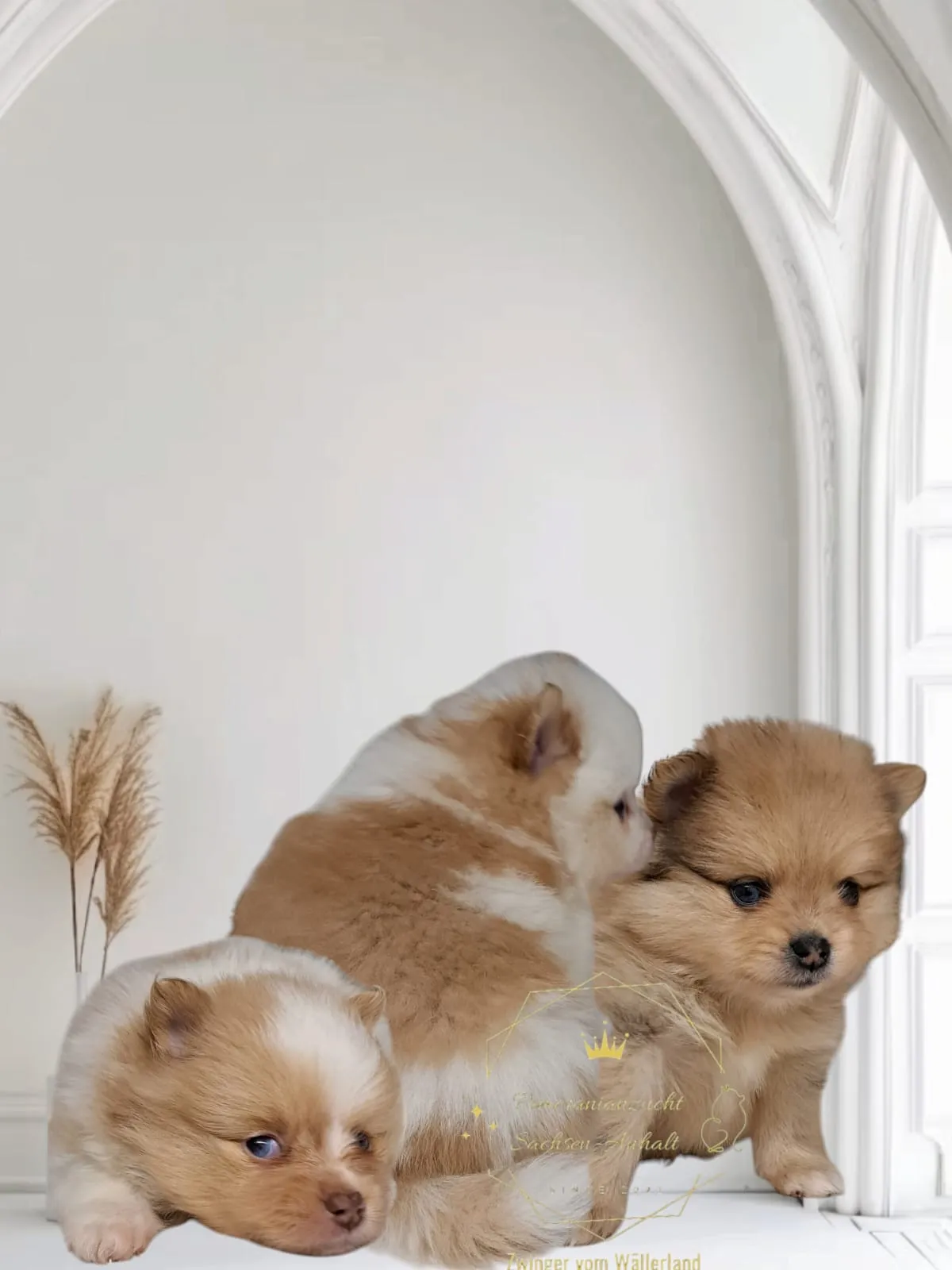 Pomeranianzucht - Hunderasse - Welpen geb. 05.11.2024