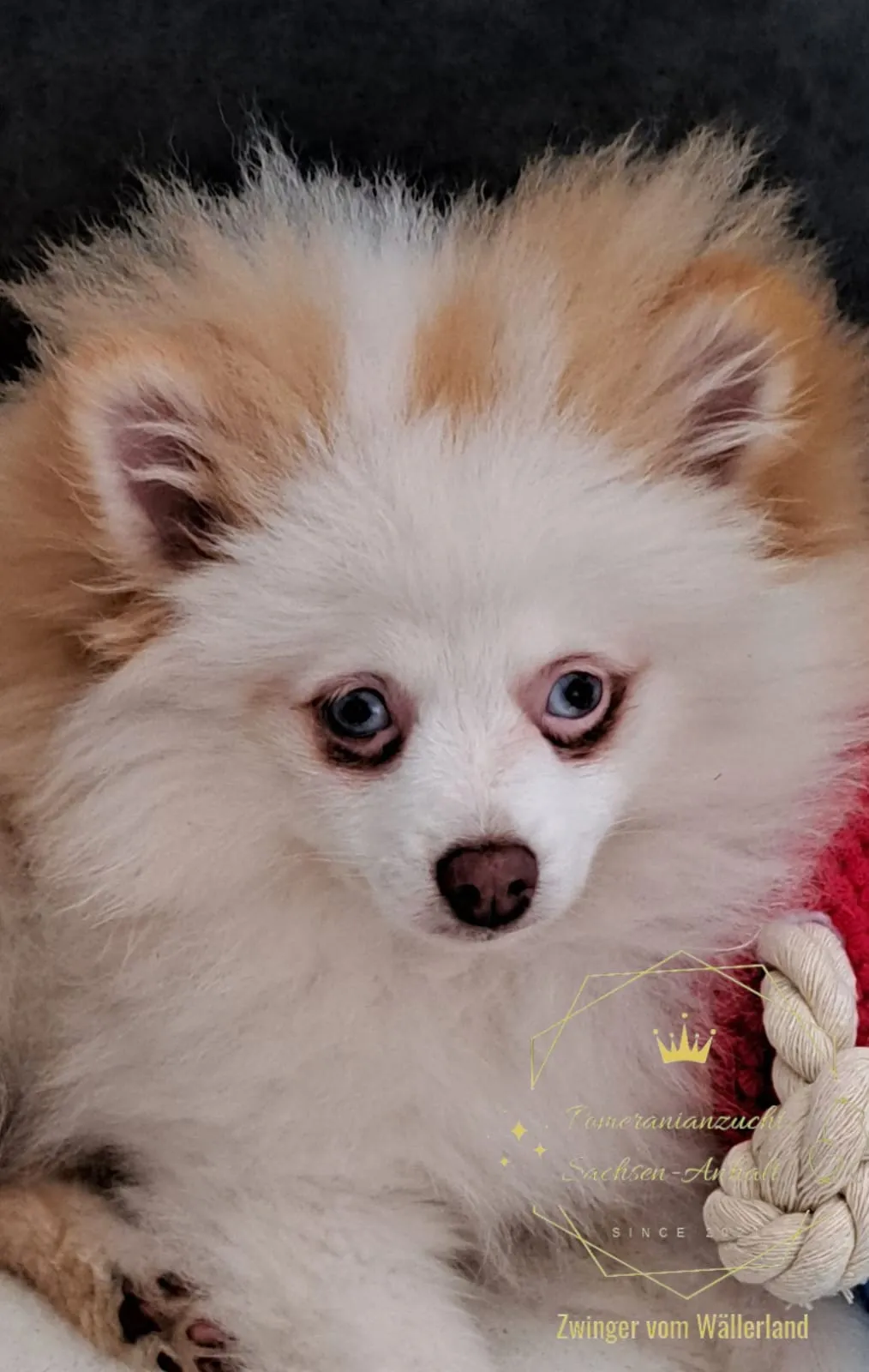 Pomeranianzucht - Hunderasse - Welpen geb. 05.11.2024