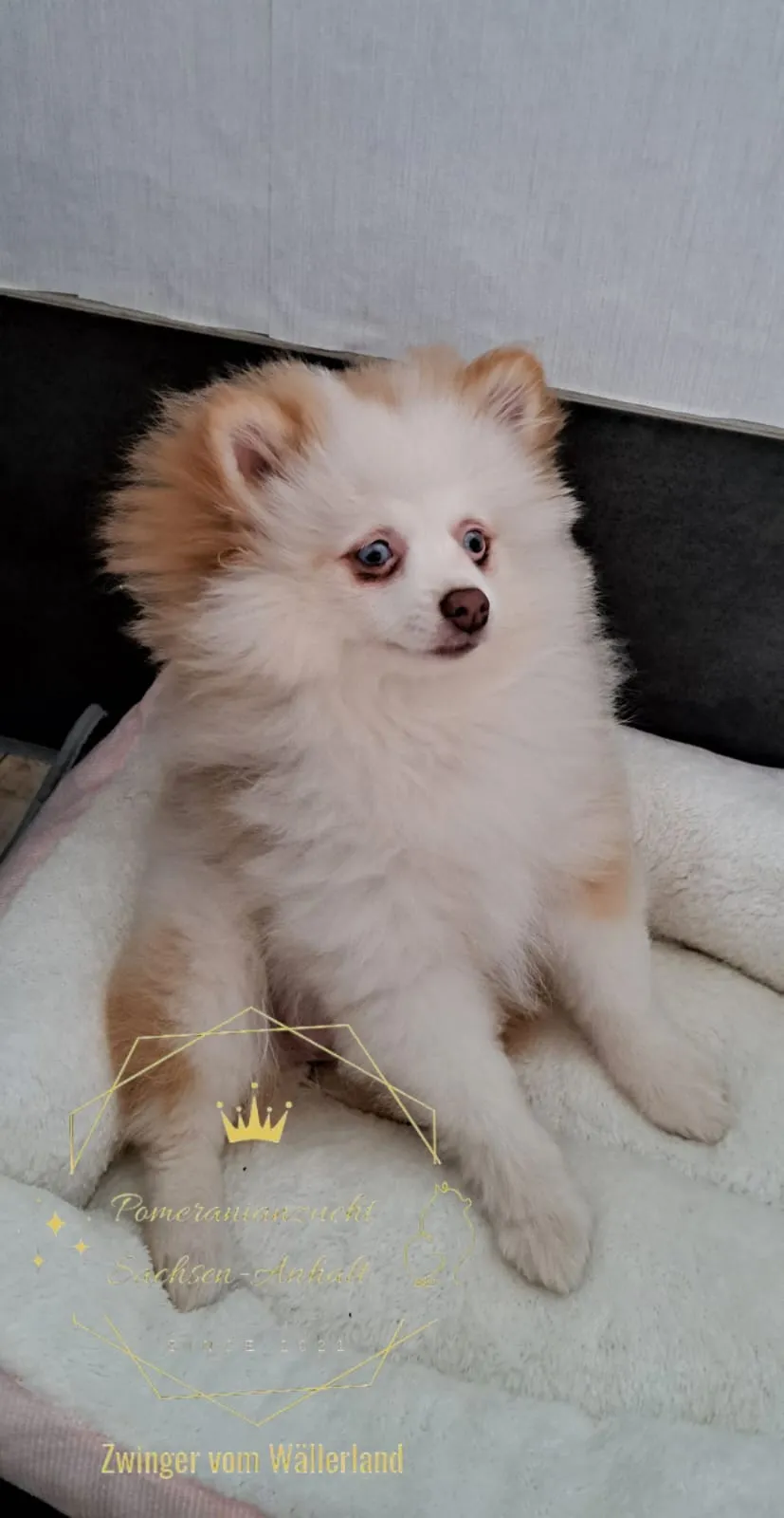 Pomeranianzucht - Hunderasse - Welpen geb. 05.11.2024