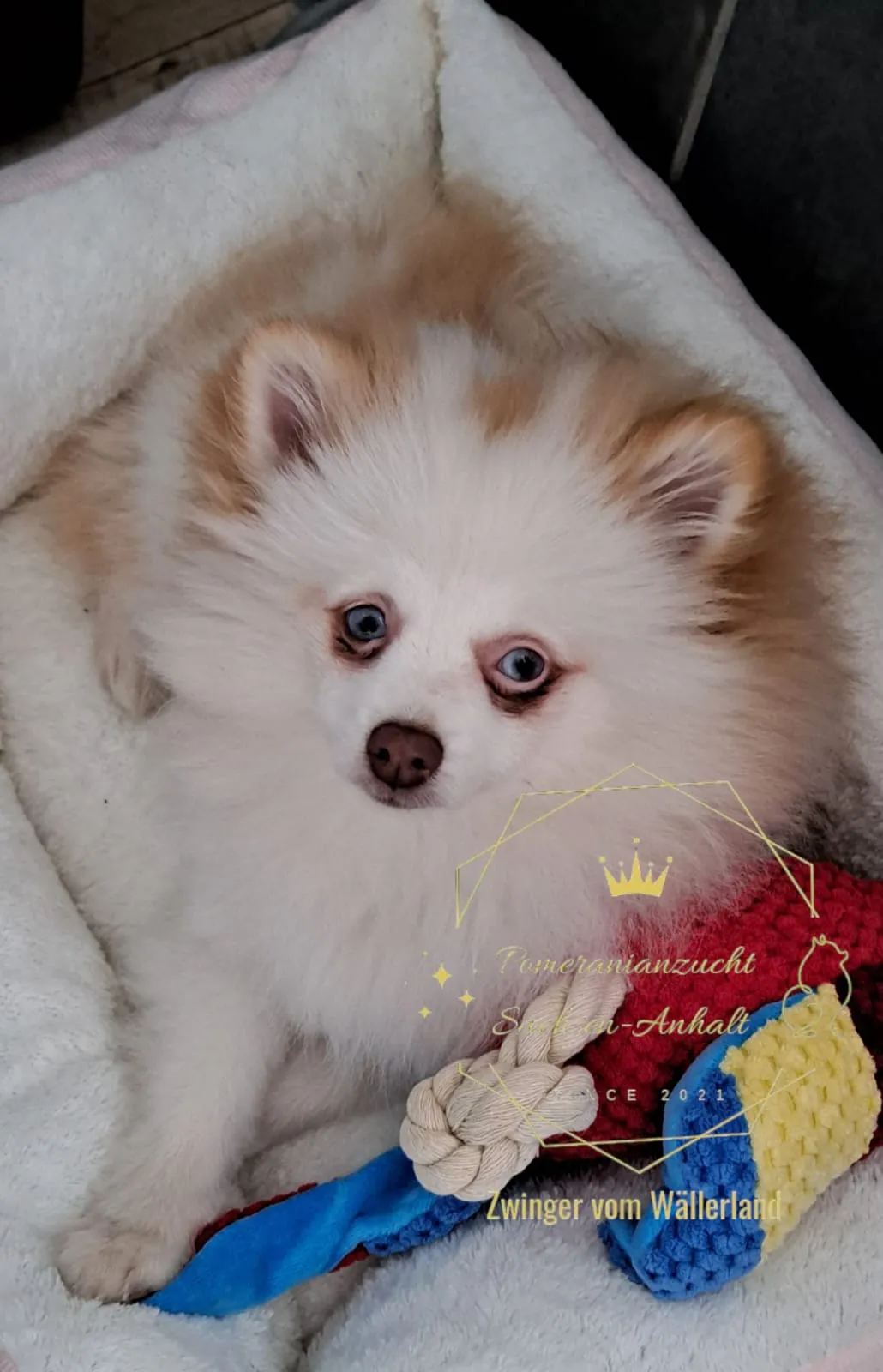 Pomeranianzucht - Hunderasse - Welpen geb. 05.11.2024
