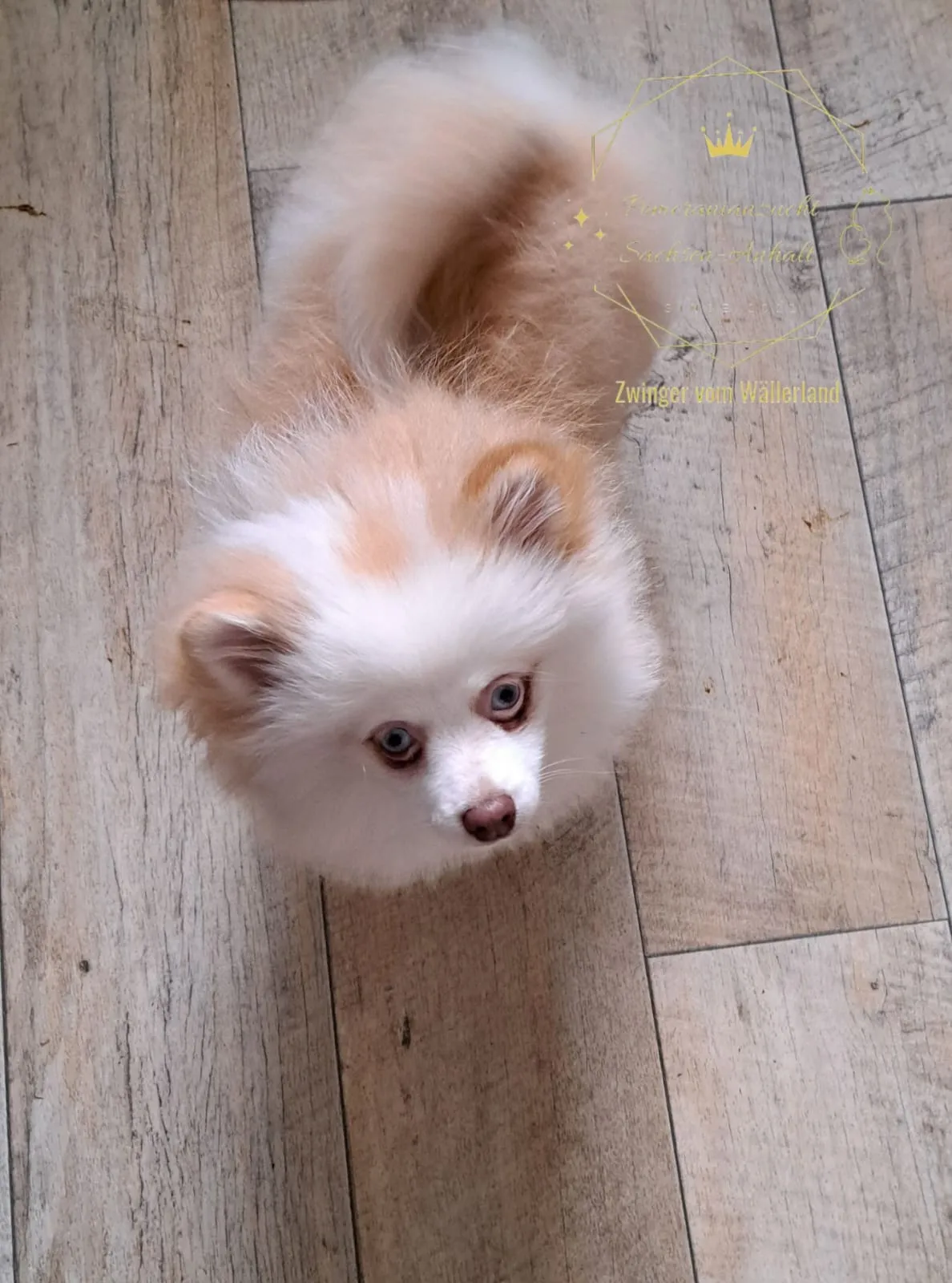 Pomeranianzucht - Hunderasse - Welpen geb. 05.11.2024