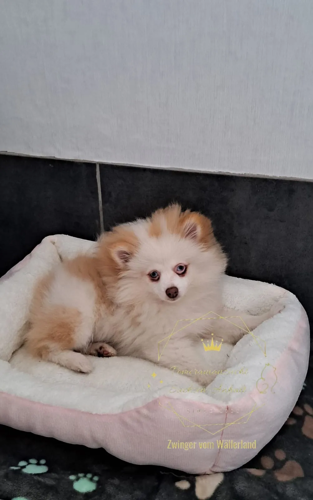 Pomeranianzucht - Hunderasse - Welpen geb. 05.11.2024