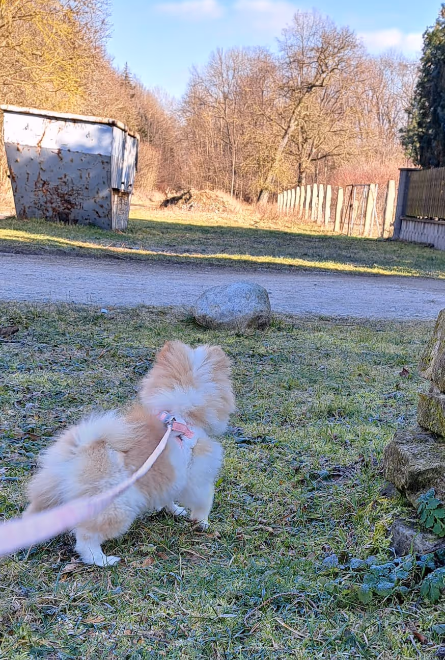 Pomeranianzucht - Hunderasse - Welpen geb. 05.11.2024