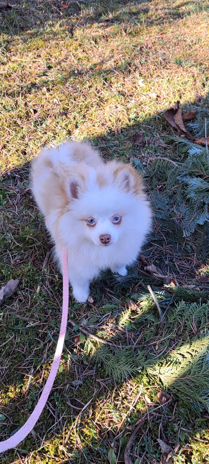 Pomeranianzucht - Hunderasse - Welpen geb. 05.11.2024