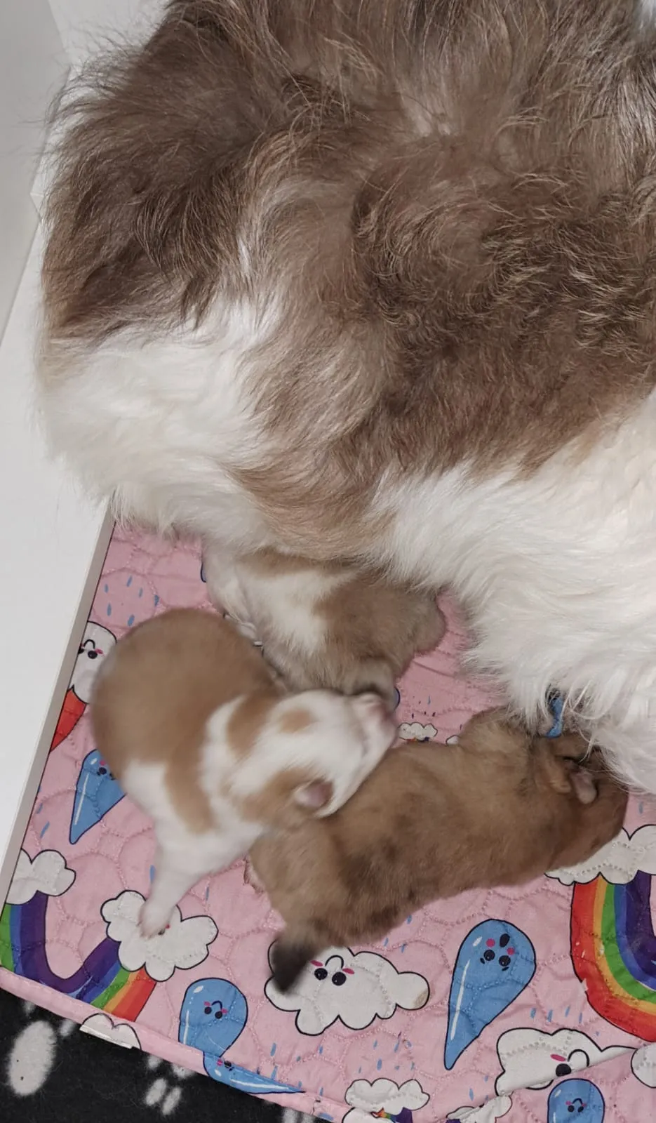 Pomeranianzucht - Hunderasse - Welpen geb. 05.11.2024